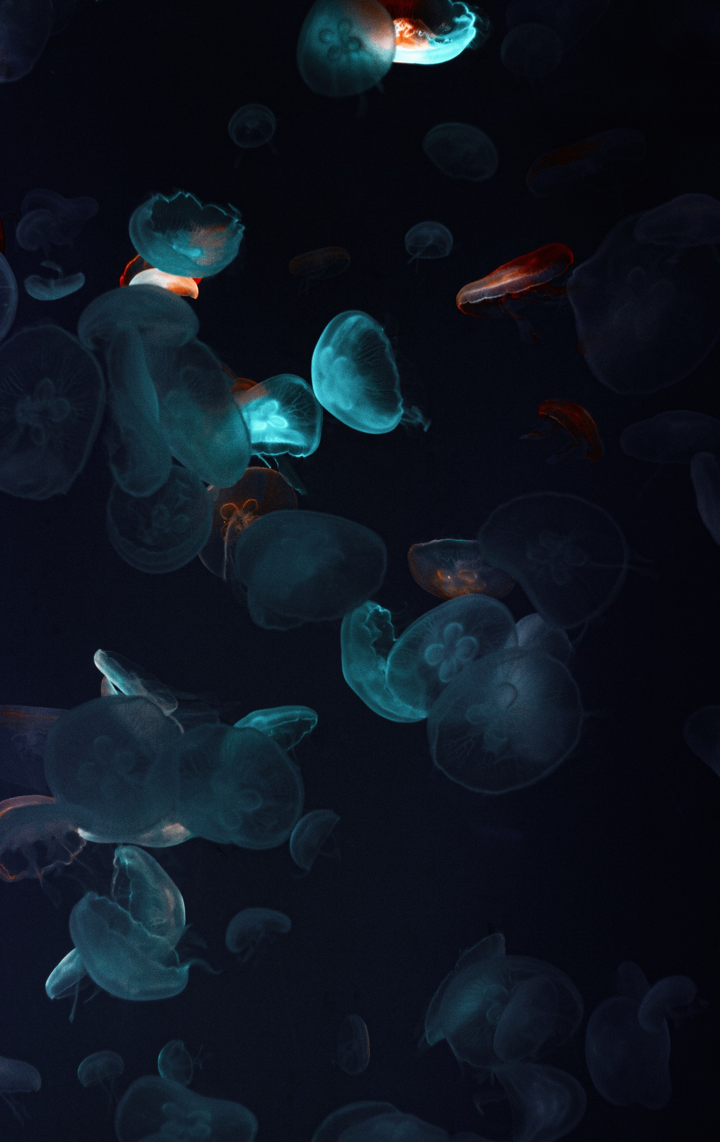 dark, black, tentacles, jellyfish, underwater world