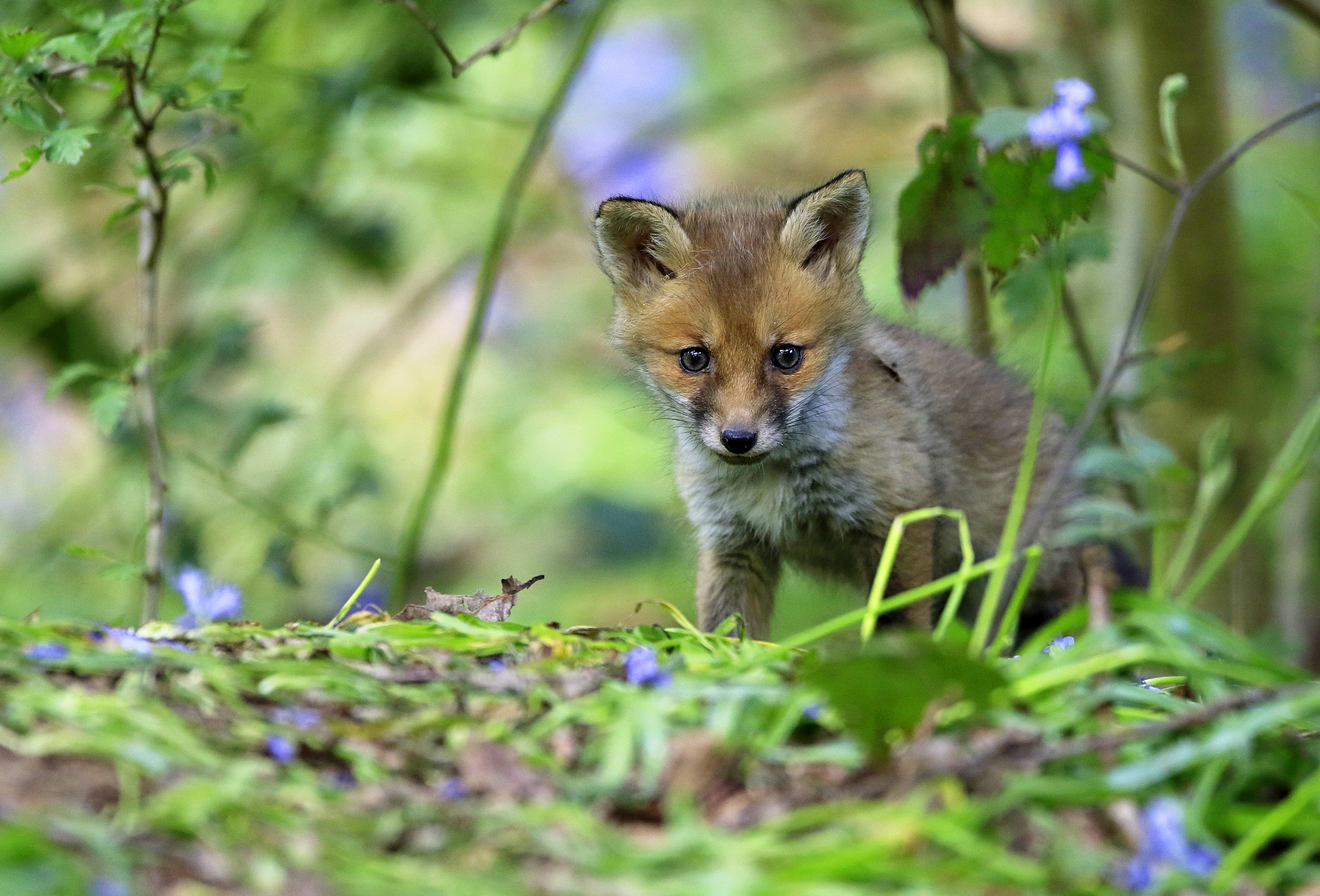 Download mobile wallpaper Fox, Animal, Baby Animal, Cub for free.