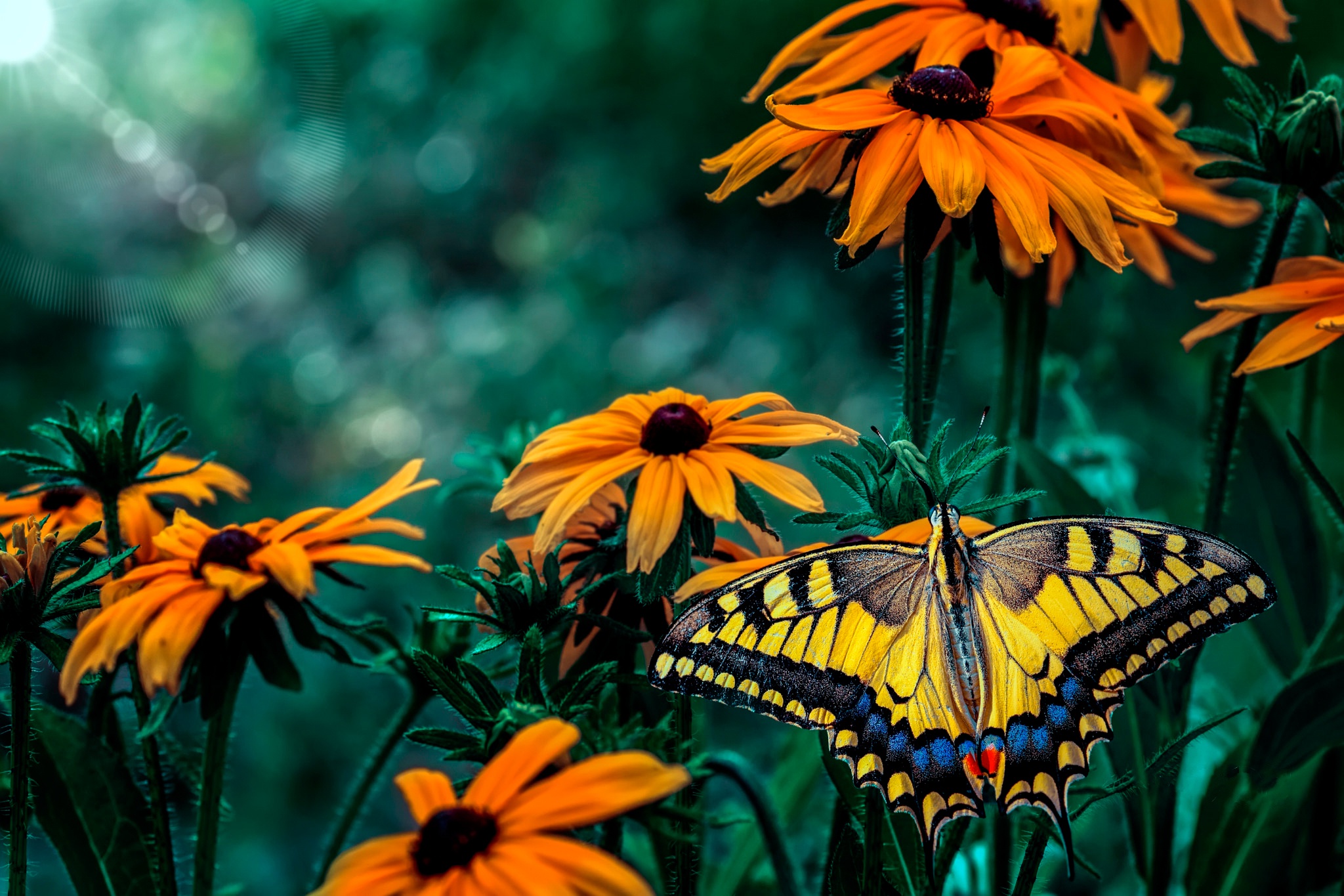 Laden Sie das Tiere, Schmetterlinge, Blume, Makro, Insekt, Orangene Blume-Bild kostenlos auf Ihren PC-Desktop herunter