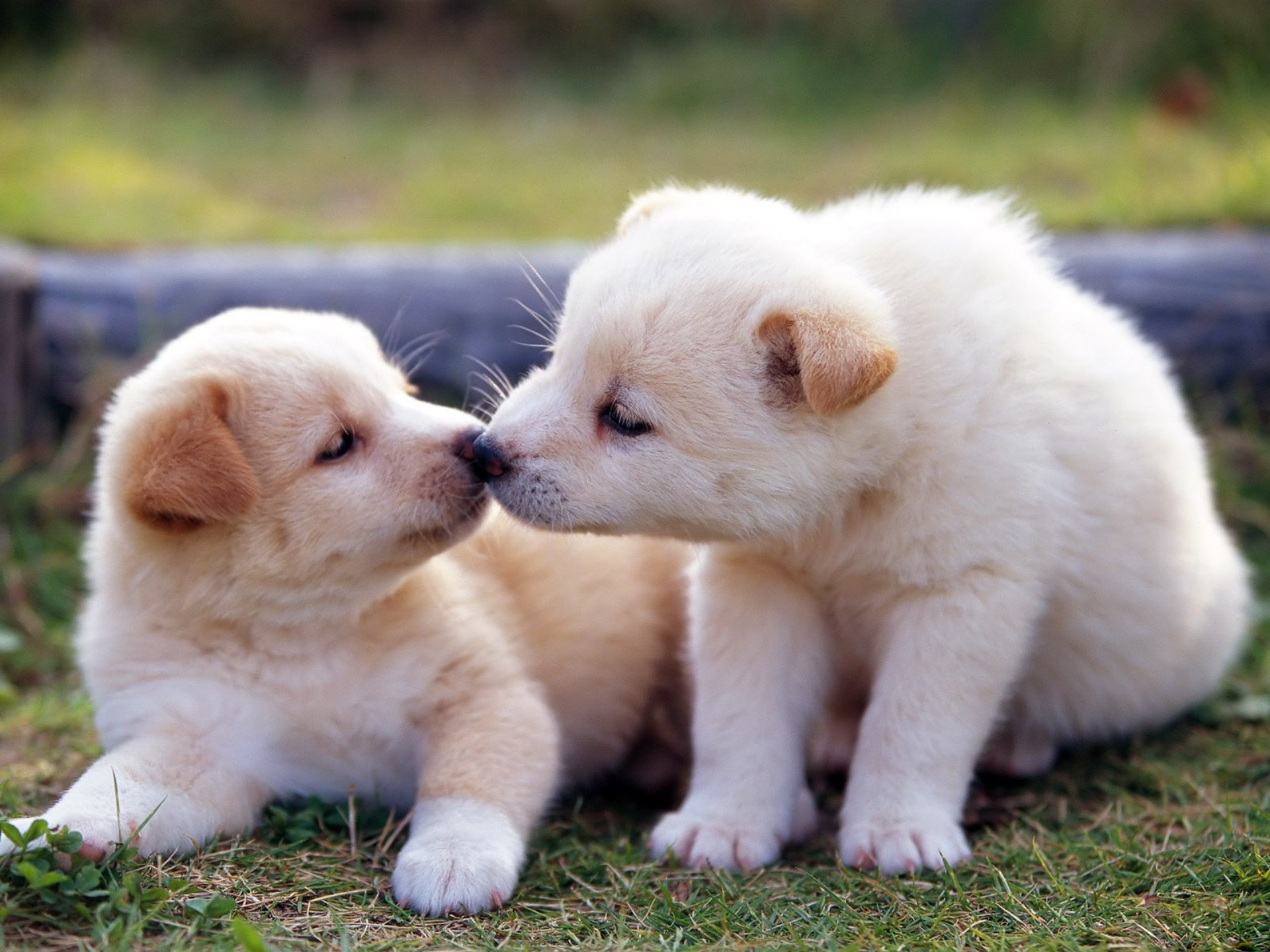 Download mobile wallpaper Dogs, Animal, Puppy, Cute, Baby Animal for free.