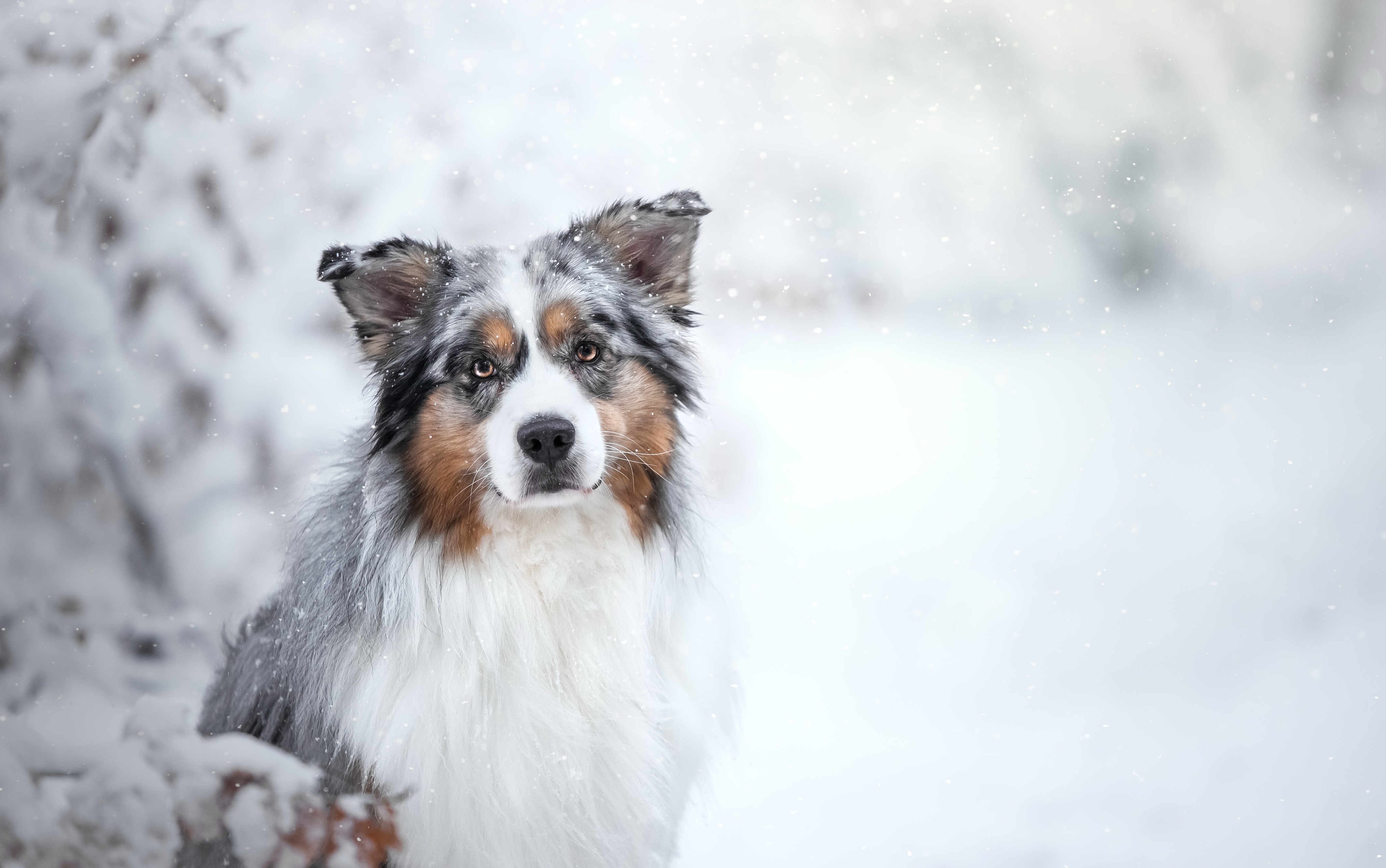 Laden Sie das Tiere, Winter, Hund, Australischer Hirte, Schneefall, Starren, Tiefenschärfe-Bild kostenlos auf Ihren PC-Desktop herunter