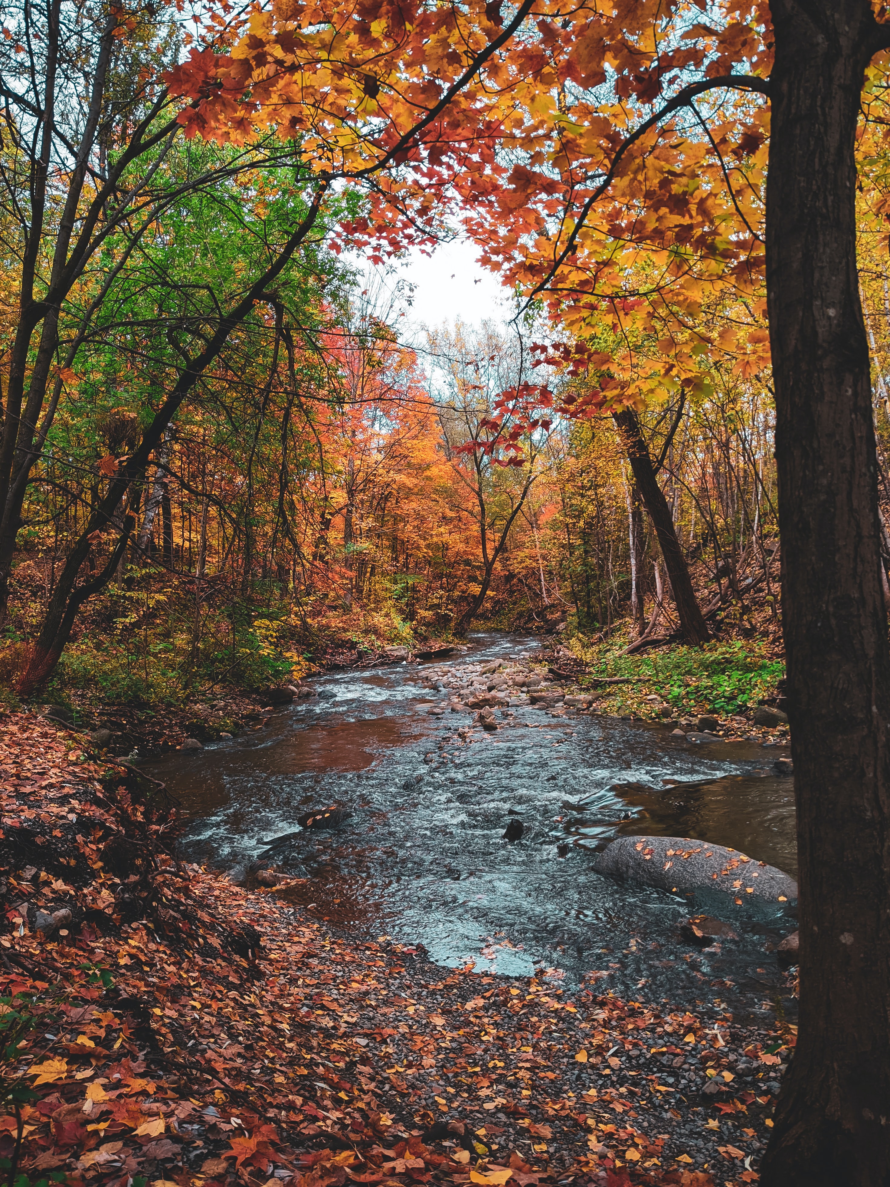 autumn, nature, trees, rivers, leaves Full HD