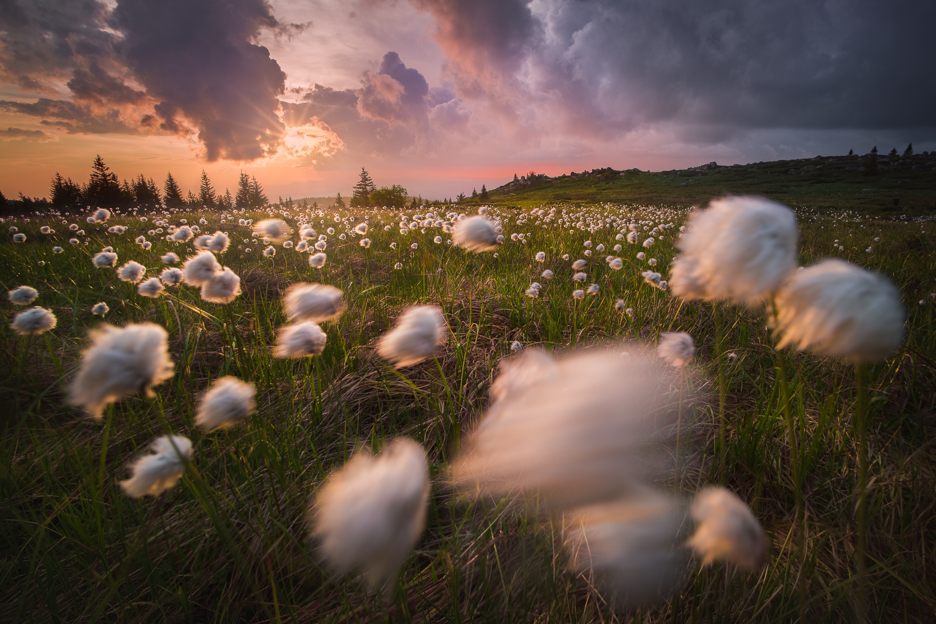 Download mobile wallpaper Nature, Grass, Earth, Field, Cloud for free.