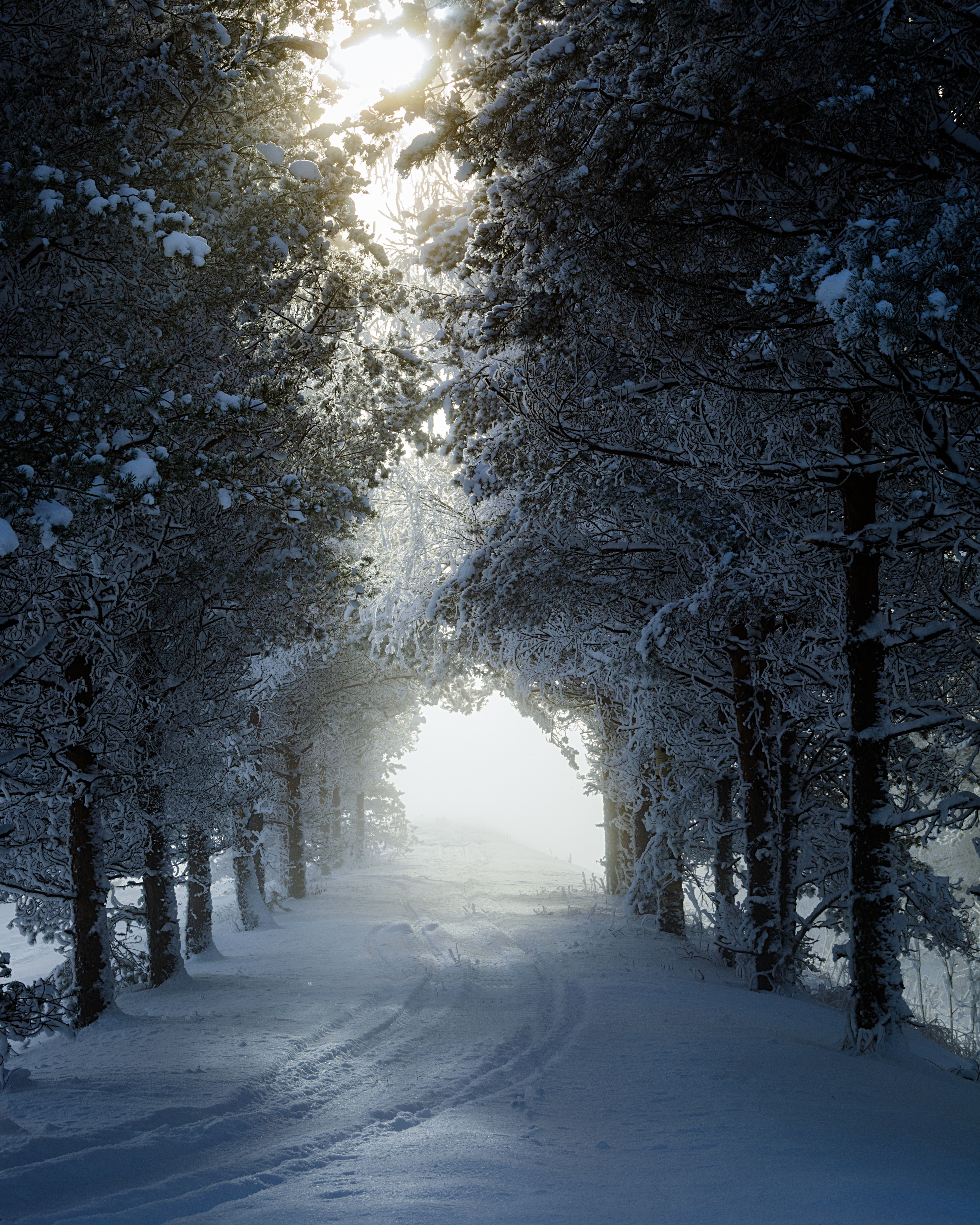 alley, winter, nature, trees, snow, track Panoramic Wallpaper