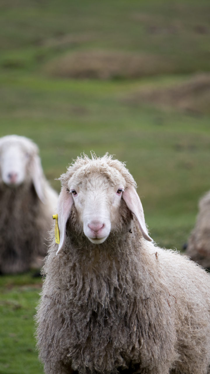 無料モバイル壁紙羊, 動物をダウンロードします。