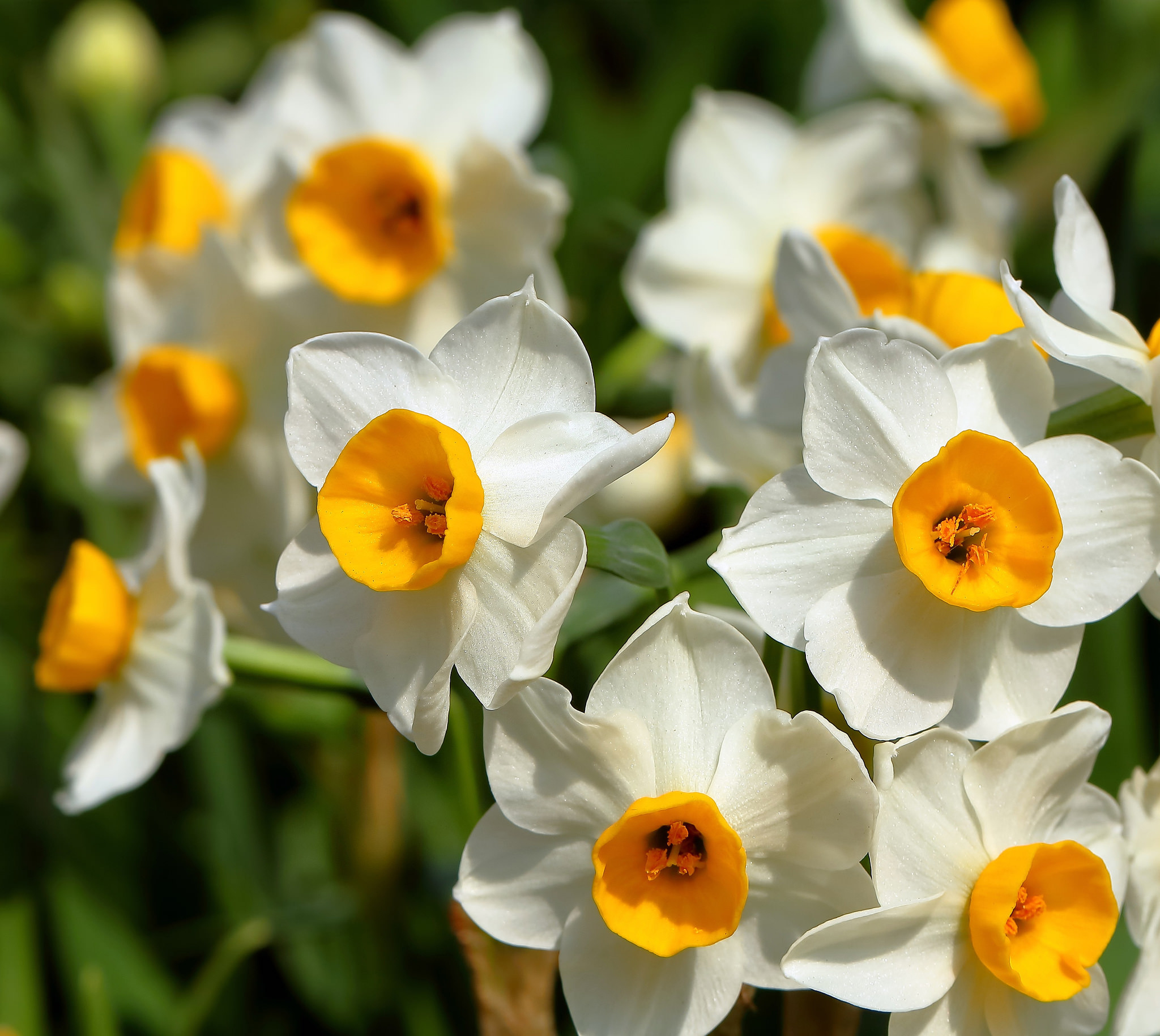 Laden Sie das Blumen, Narzissen, Blume, Weiße Blume, Erde/natur-Bild kostenlos auf Ihren PC-Desktop herunter