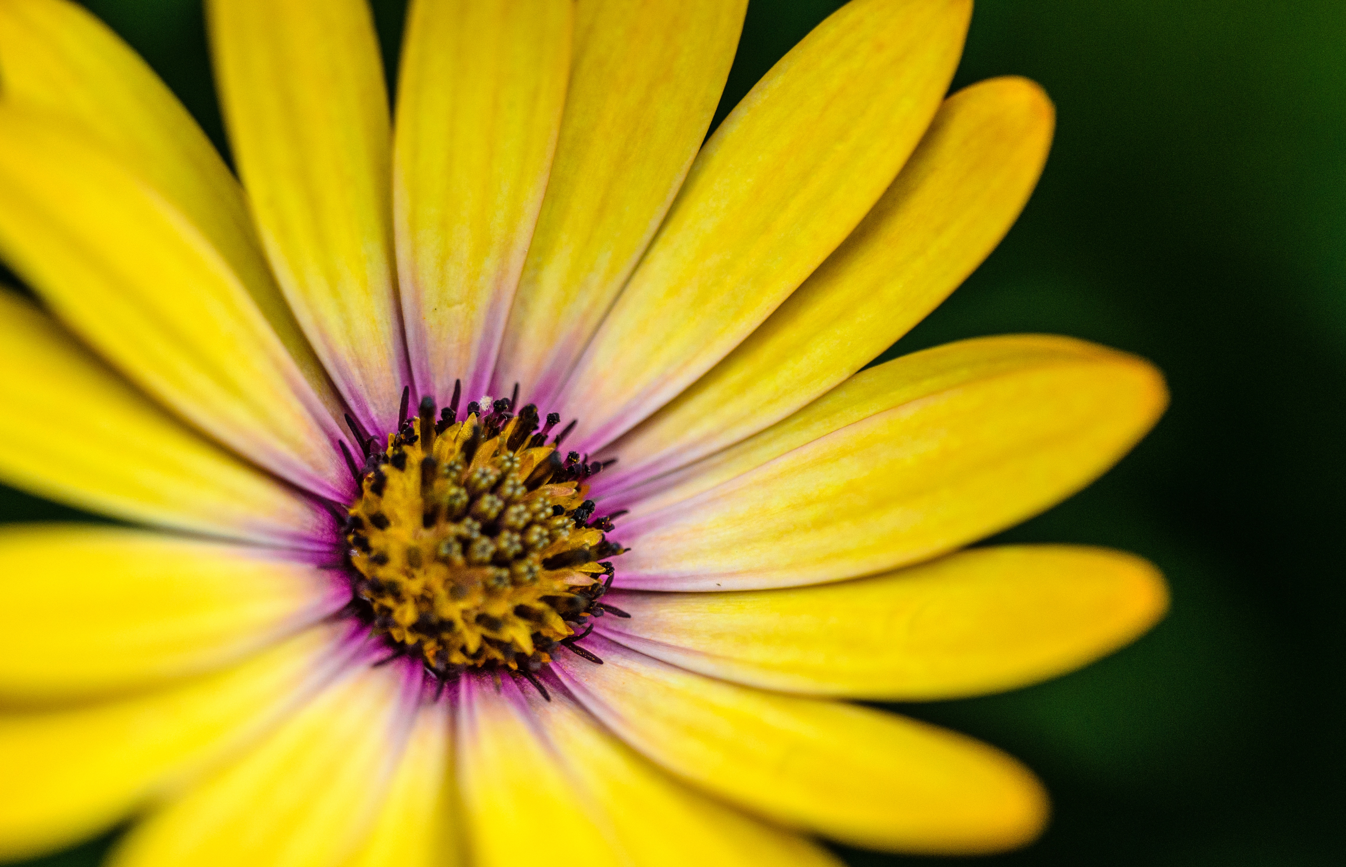 Download mobile wallpaper Flowers, Flower, Earth, Daisy, Yellow Flower for free.