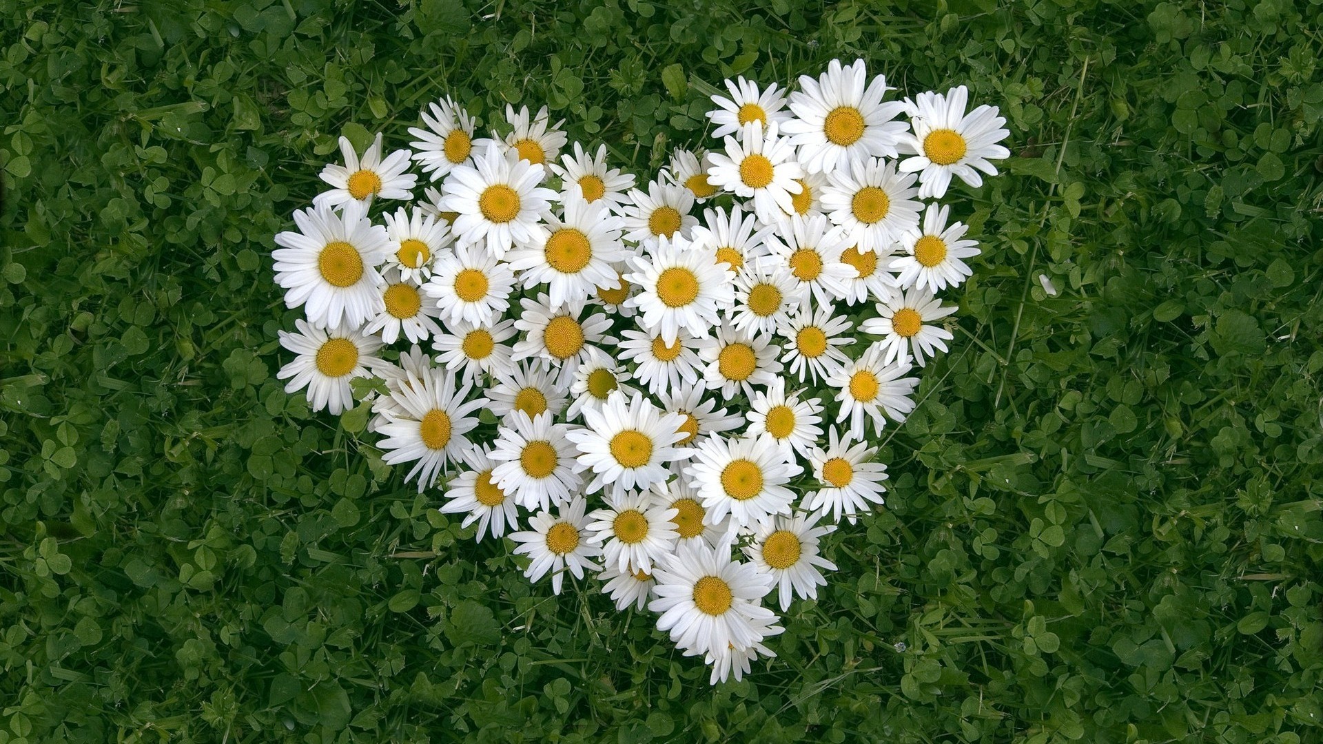 Download mobile wallpaper Flowers, Grass, Flower, Earth, Heart, Daisy, White Flower for free.