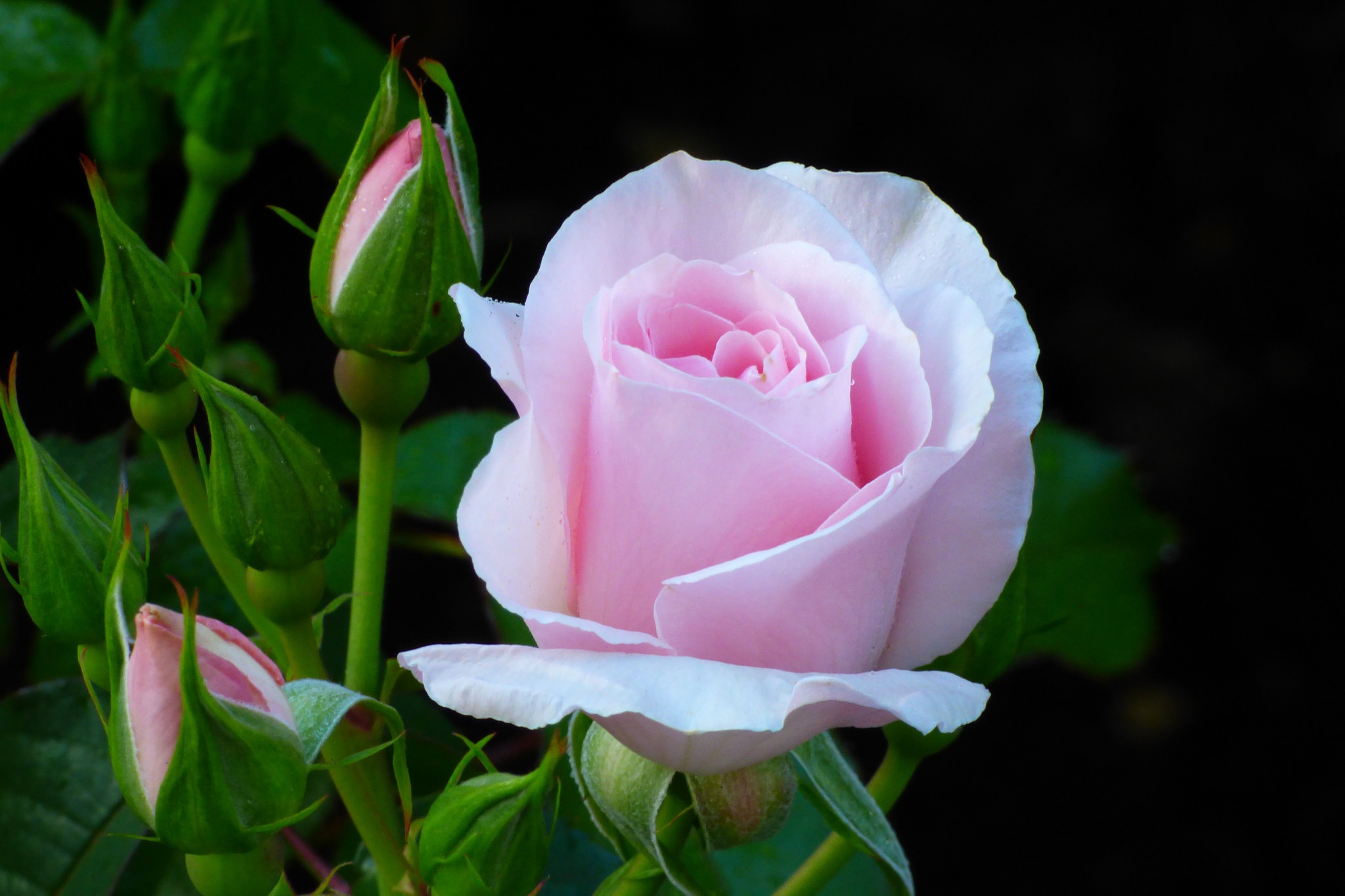 Laden Sie das Blumen, Blume, Makro, Rose, Erde/natur, Pinke Blume-Bild kostenlos auf Ihren PC-Desktop herunter