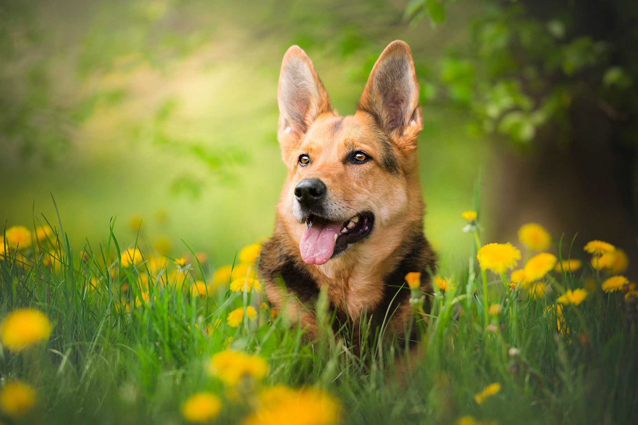 Free download wallpaper Dogs, Summer, Dog, Animal, Dandelion, German Shepherd, Depth Of Field on your PC desktop