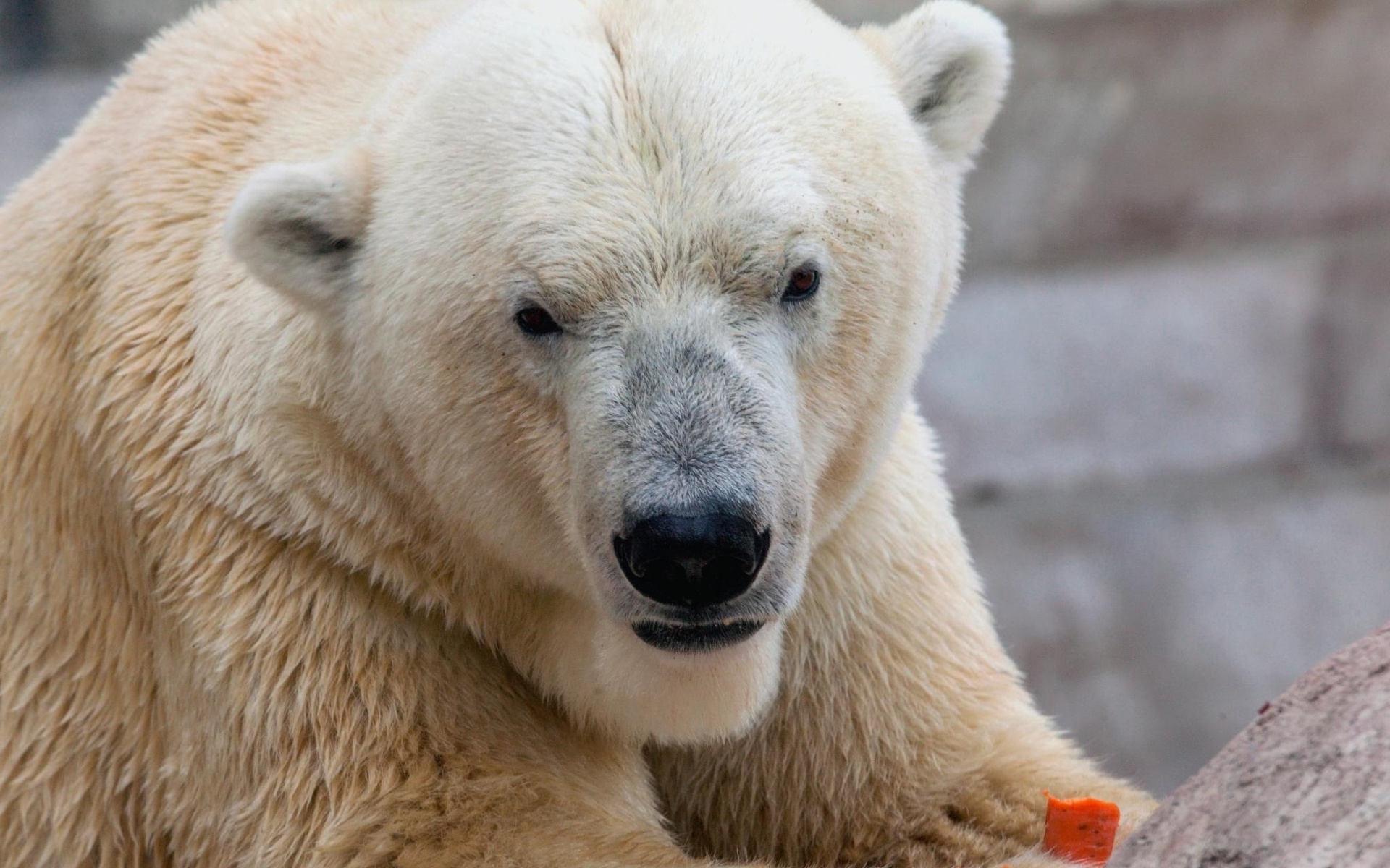 Download mobile wallpaper Bears, Close Up, Animal, Face, Polar Bear for free.
