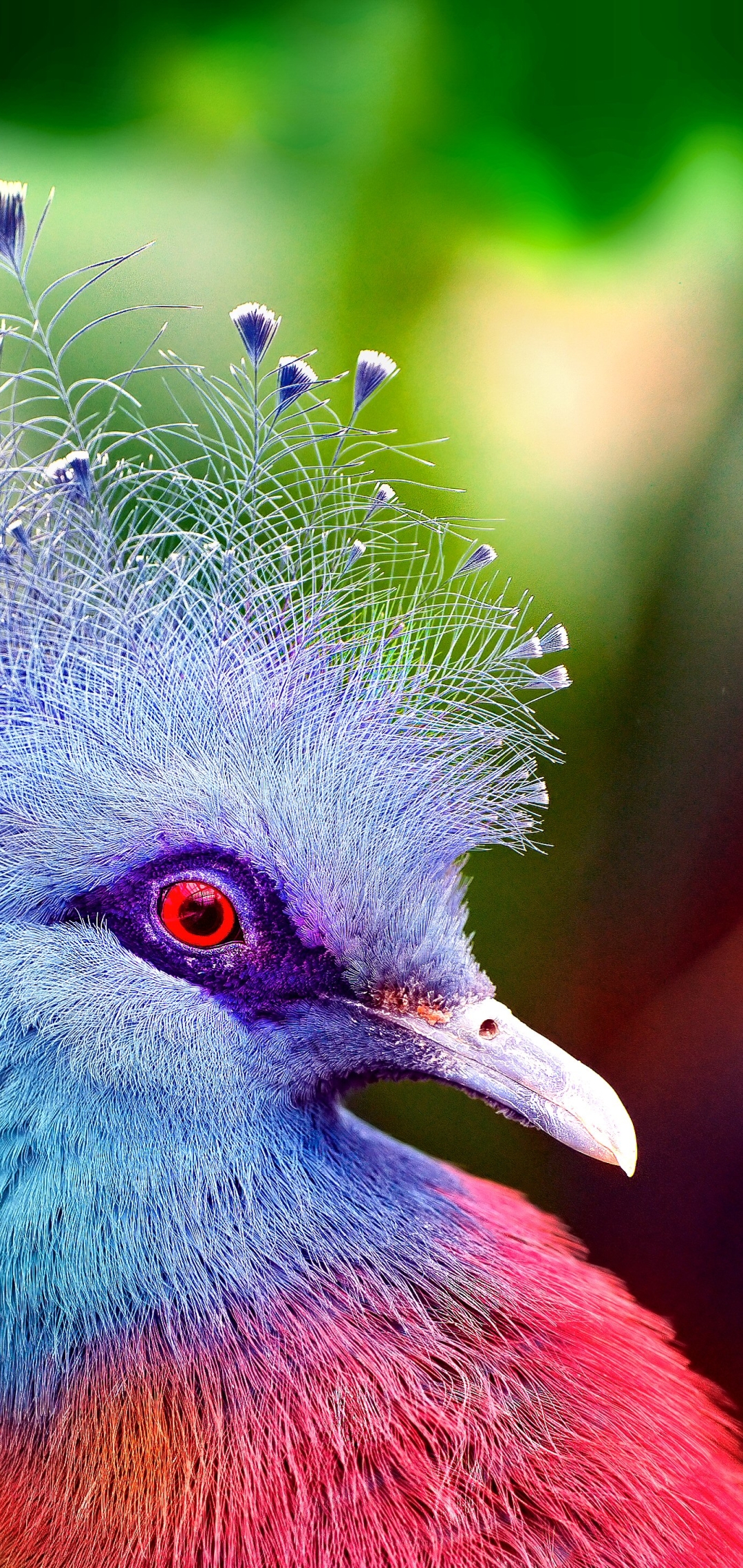 Download mobile wallpaper Birds, Bird, Animal, Colorful, Pigeon, Victoria Crowned Pigeon for free.