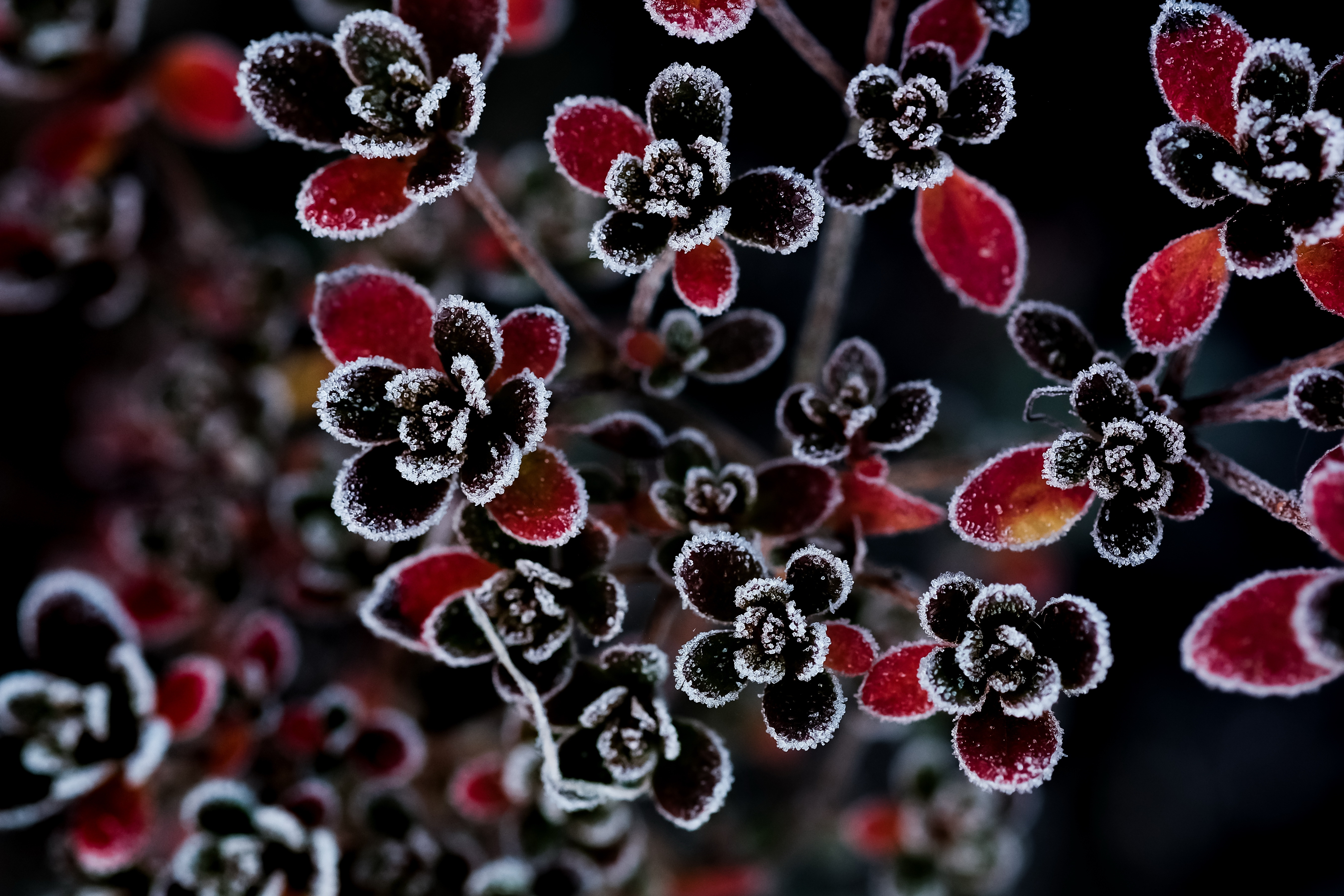 Download mobile wallpaper Flowers, Flower, Earth, Frost for free.