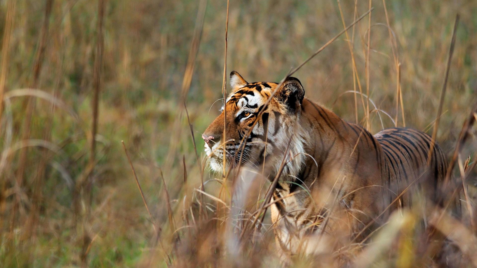 469489 скачать обои бенгальский тигр, животные, тигр, кошки - заставки и картинки бесплатно