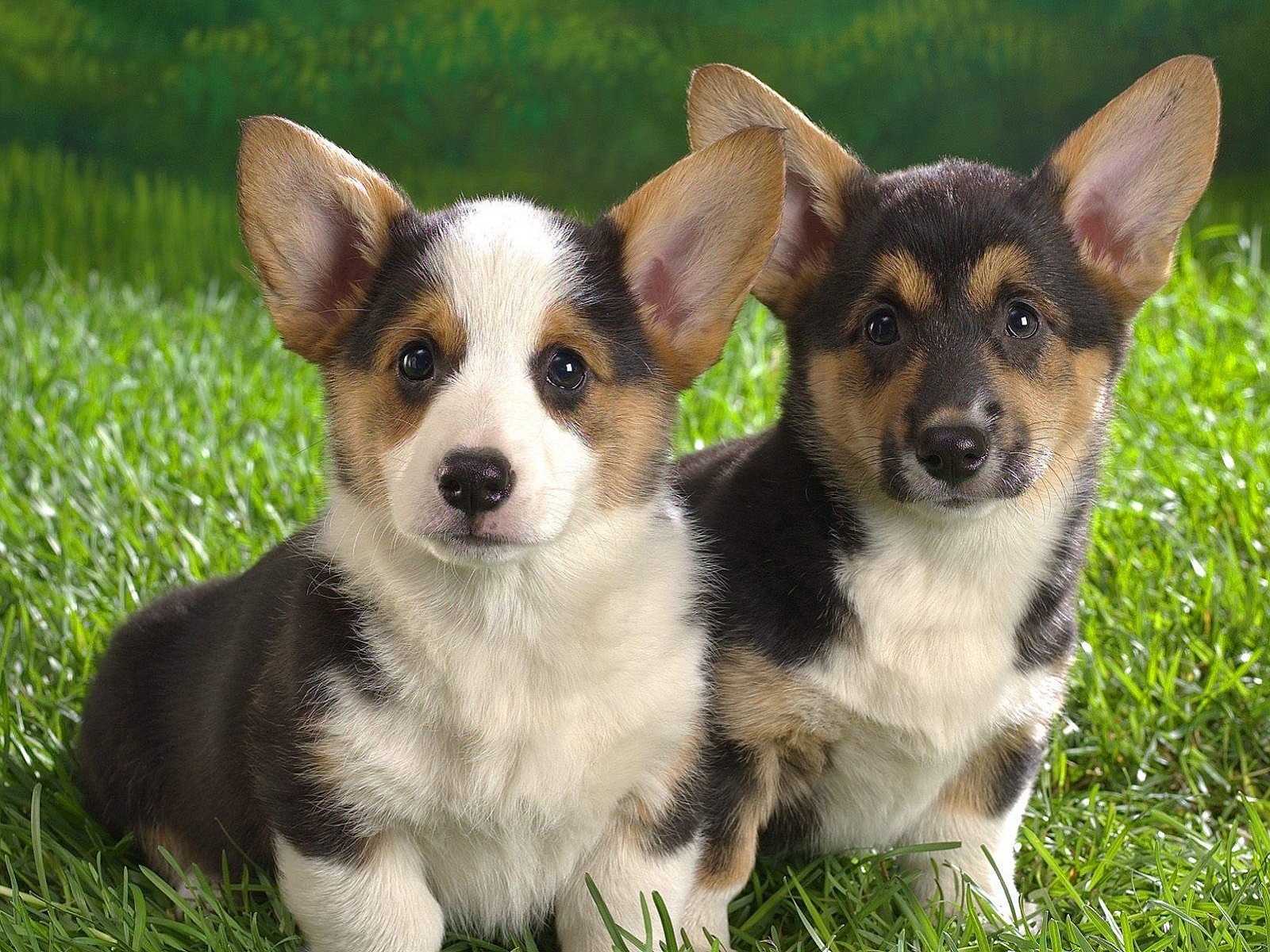 284513 descargar imagen animales, corgi, lindo, perro, cachorro, perros: fondos de pantalla y protectores de pantalla gratis