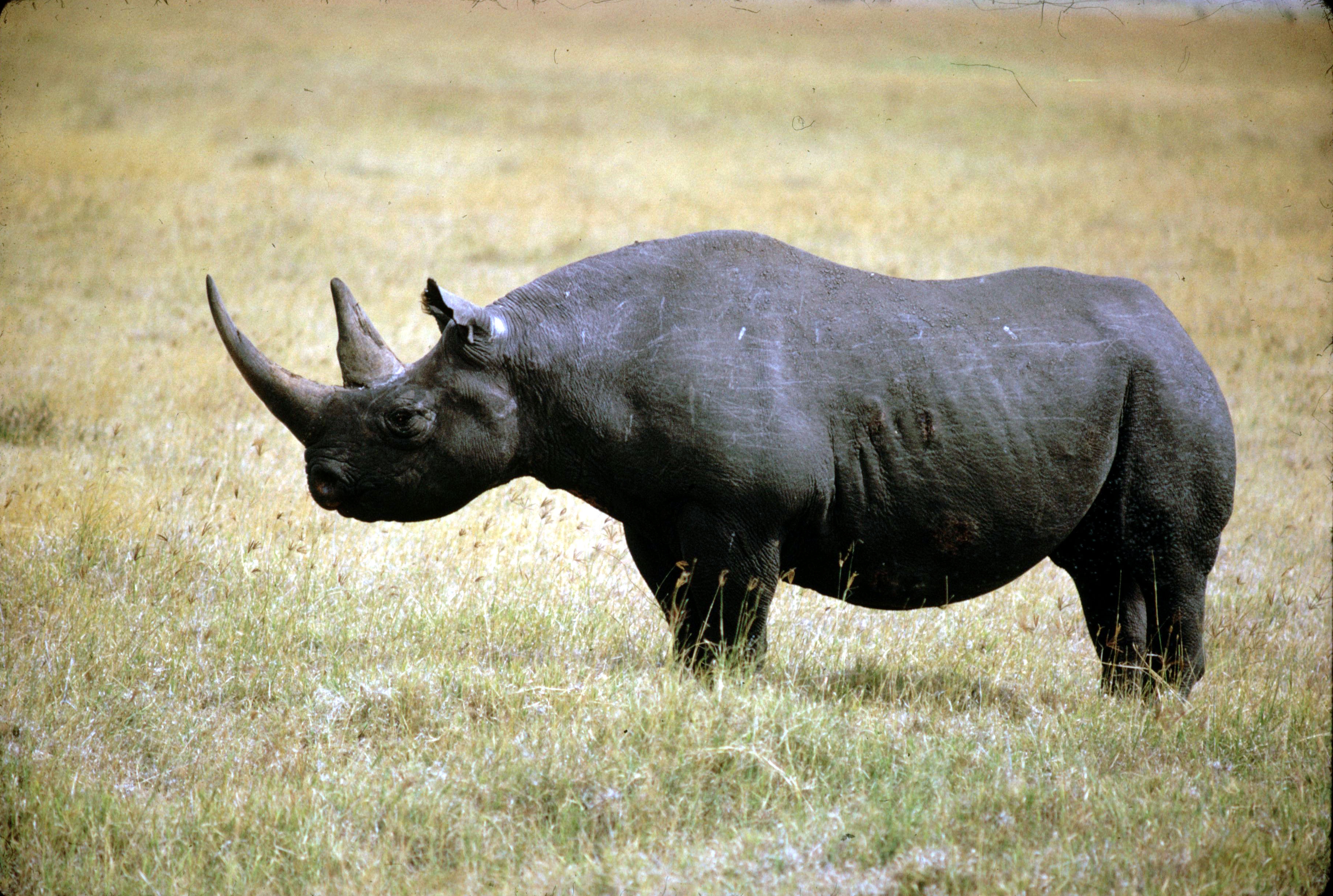 Download PC Wallpaper rhinoceros, animals, grass, stroll