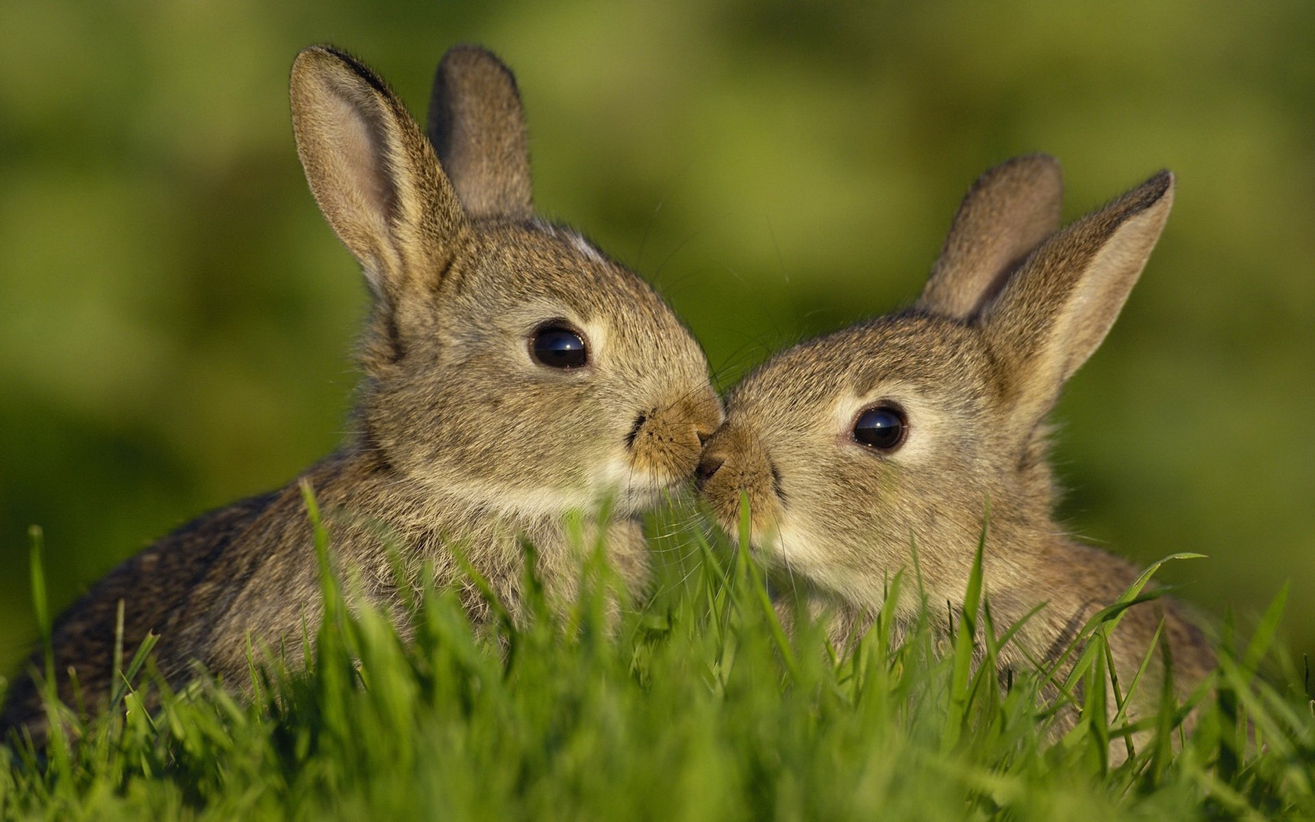 47743 скачать картинку кролики, желтые, животные - обои и заставки бесплатно