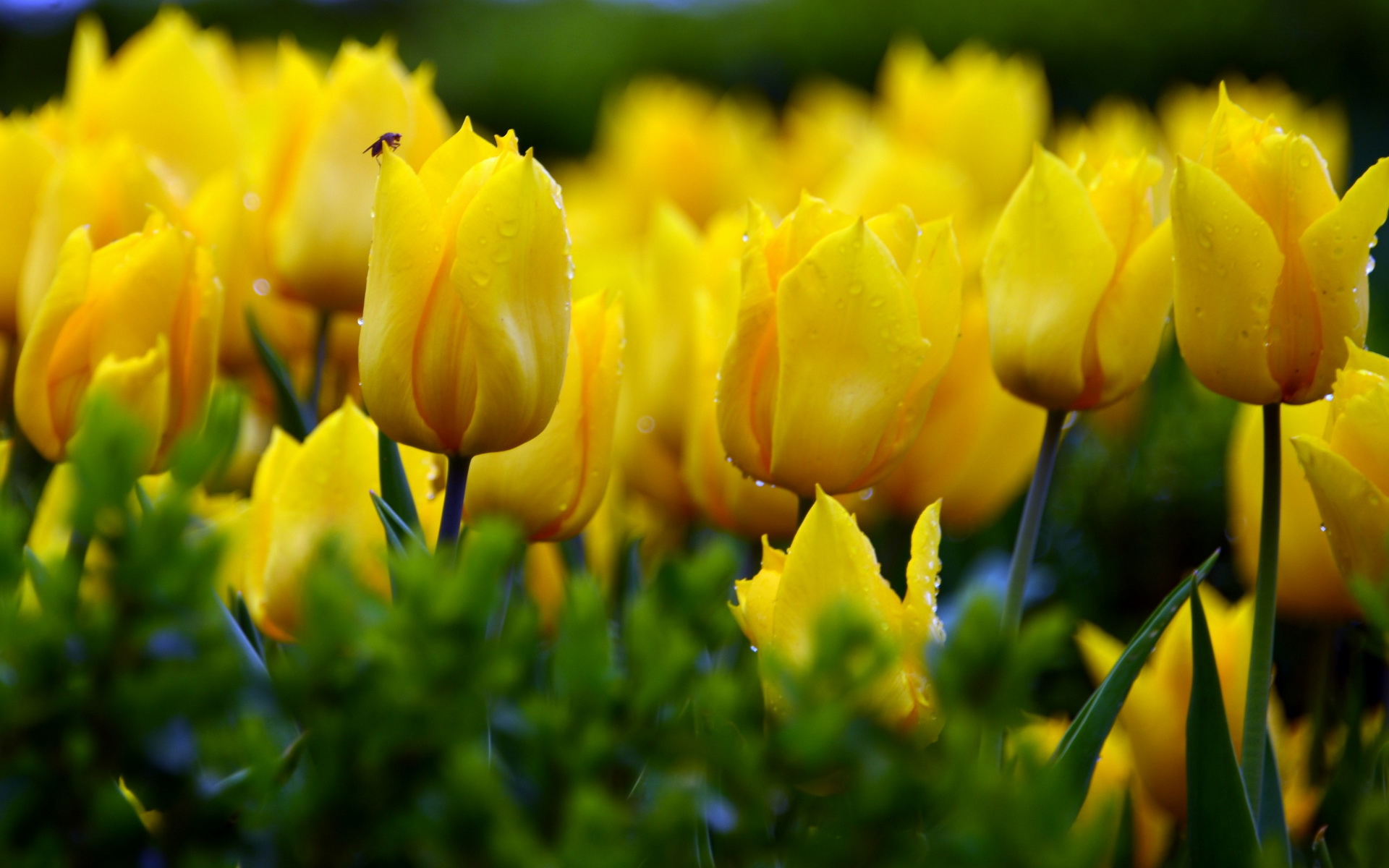 Baixe gratuitamente a imagem Flor, Tulipa, Terra/natureza na área de trabalho do seu PC