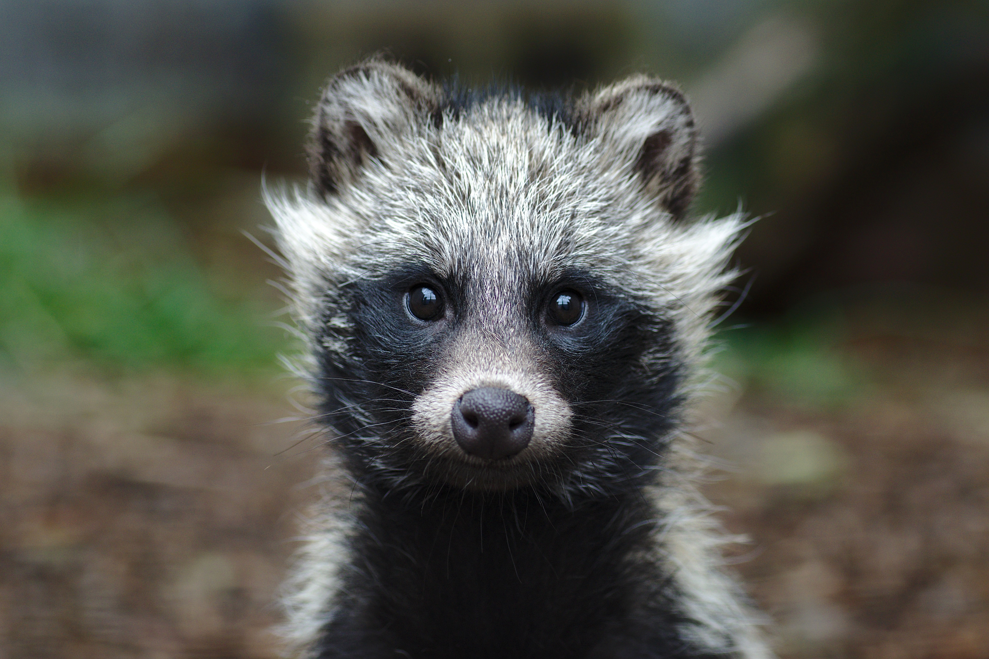 Download mobile wallpaper Blur, Animal, Raccoon, Mammal for free.