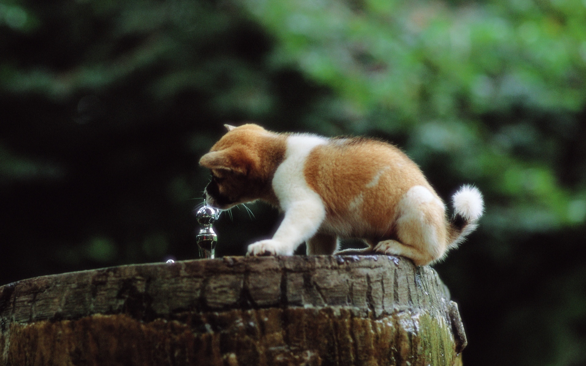 Baixe gratuitamente a imagem Animais, Cães, Cão na área de trabalho do seu PC