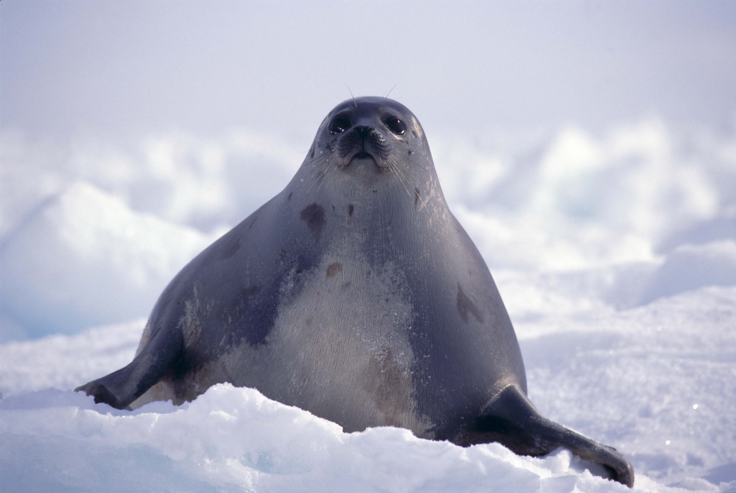 Free download wallpaper Seal, Seals, Animal on your PC desktop