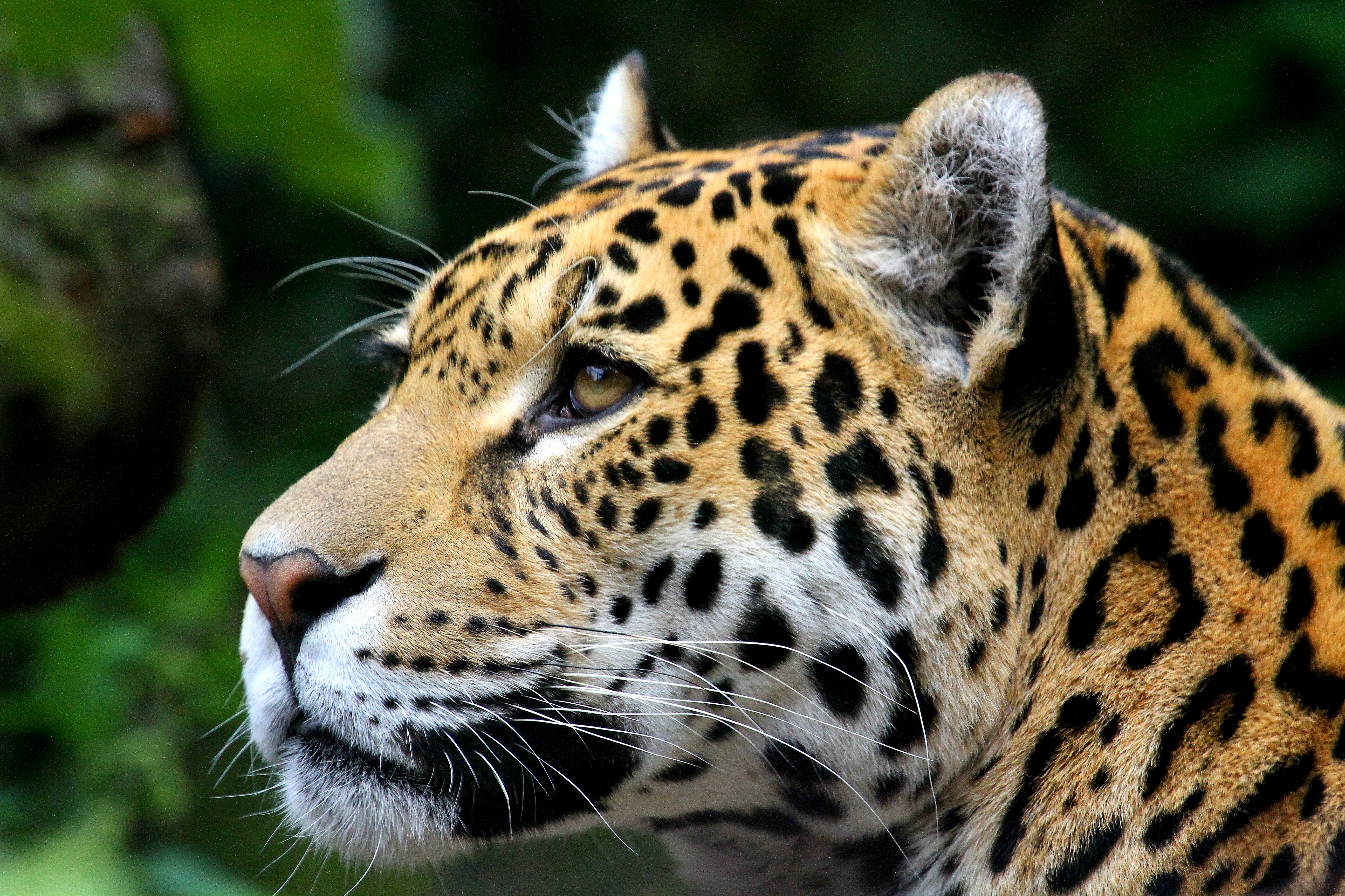 Descarga gratuita de fondo de pantalla para móvil de Animales, Gatos, Jaguar.