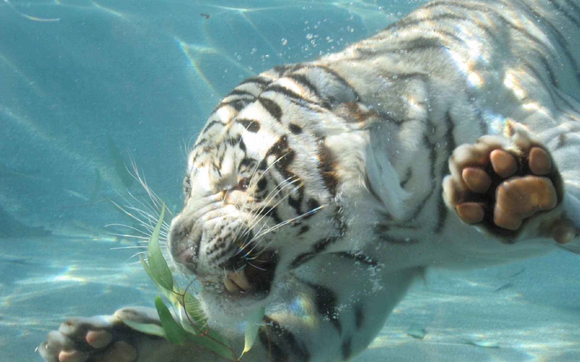 Baixar papel de parede para celular de Animais, Gatos, Tigre Branco gratuito.