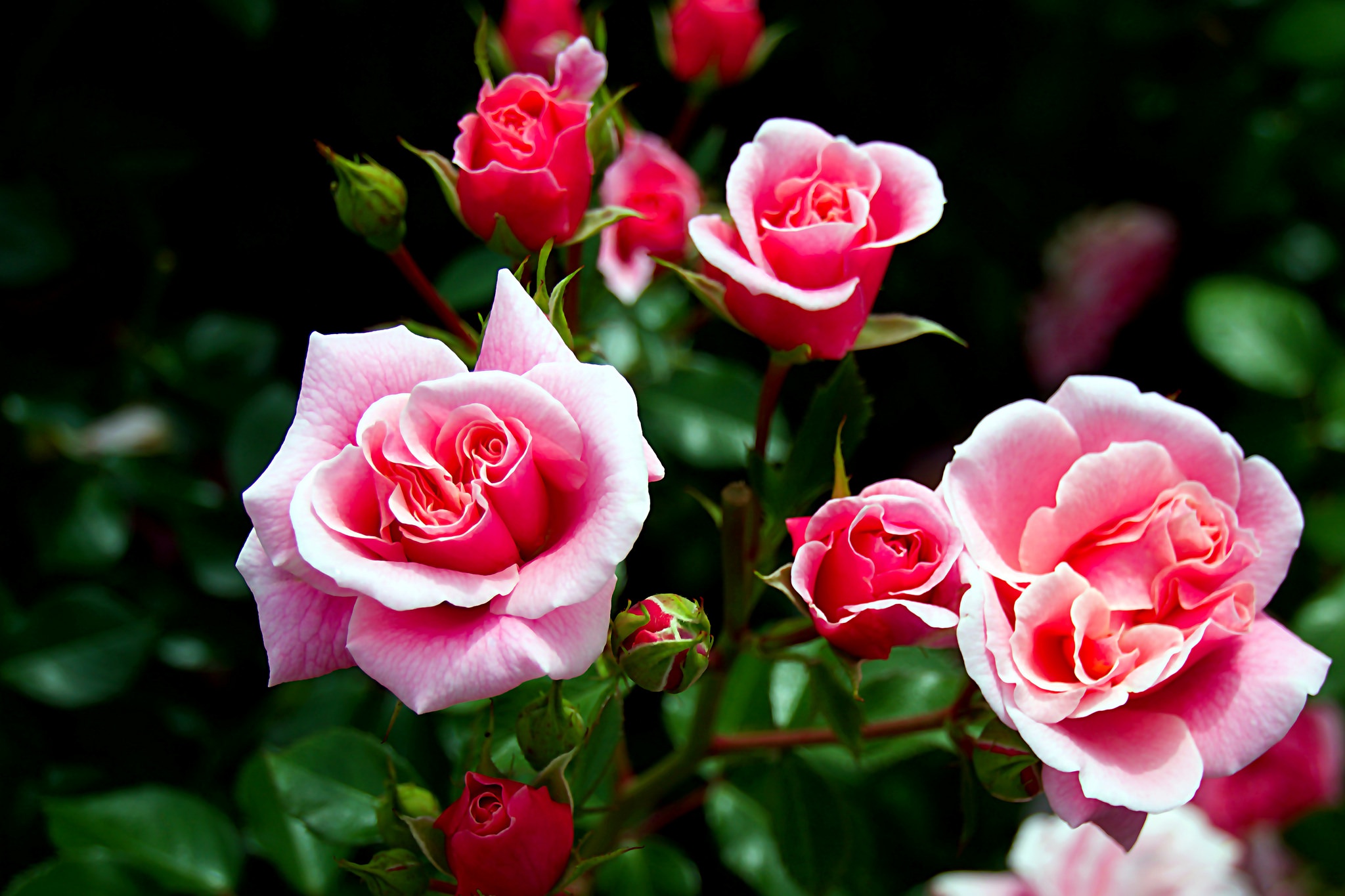 Завантажити шпалери безкоштовно Природа, Квітка, Роза, Земля, Впритул, Рожева Квітка, Флауерзи картинка на робочий стіл ПК