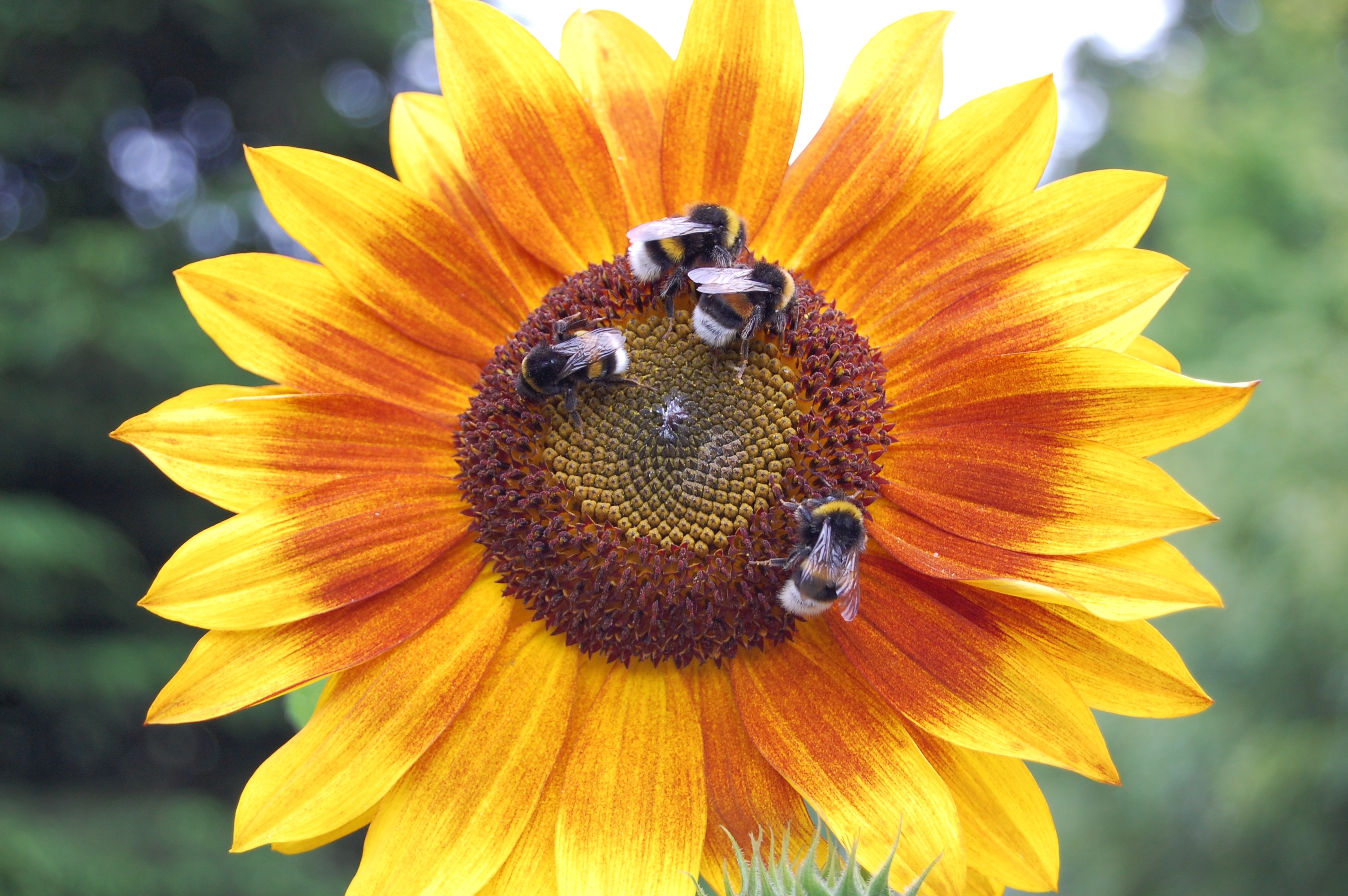 140388 baixar imagens flores, insetos, abelhas, flor, girassol - papéis de parede e protetores de tela gratuitamente