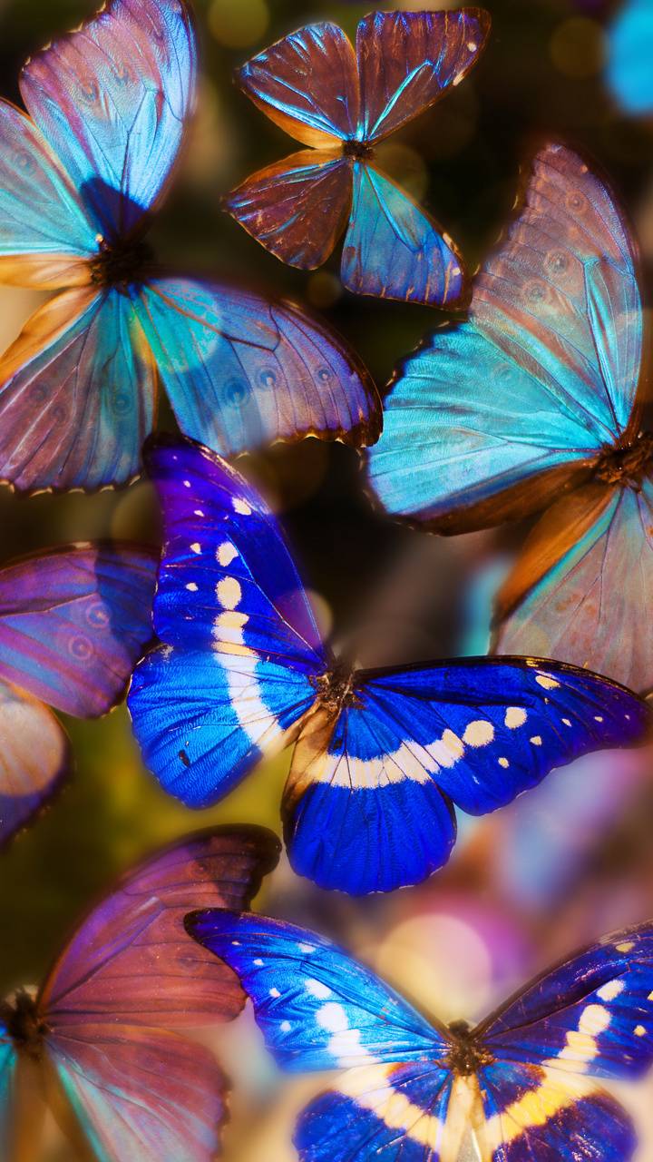 Download mobile wallpaper Butterfly, Animal for free.