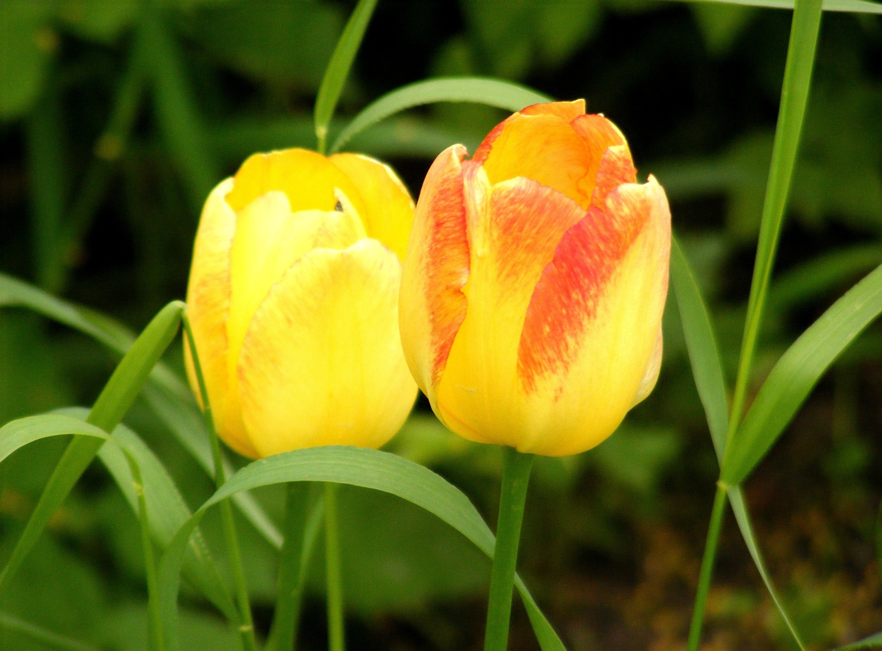 131387 baixar papel de parede flores, grama, tulipas, amarelo, primavera, dois - protetores de tela e imagens gratuitamente