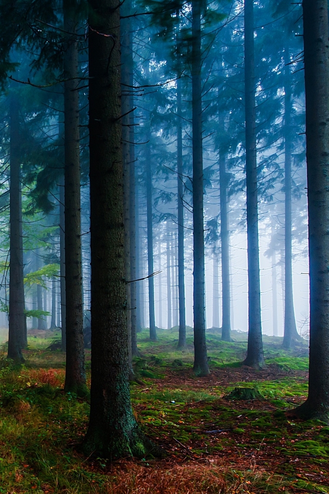 Handy-Wallpaper Natur, Herbst, Straße, Wald, Baum, Nebel, Erde/natur kostenlos herunterladen.