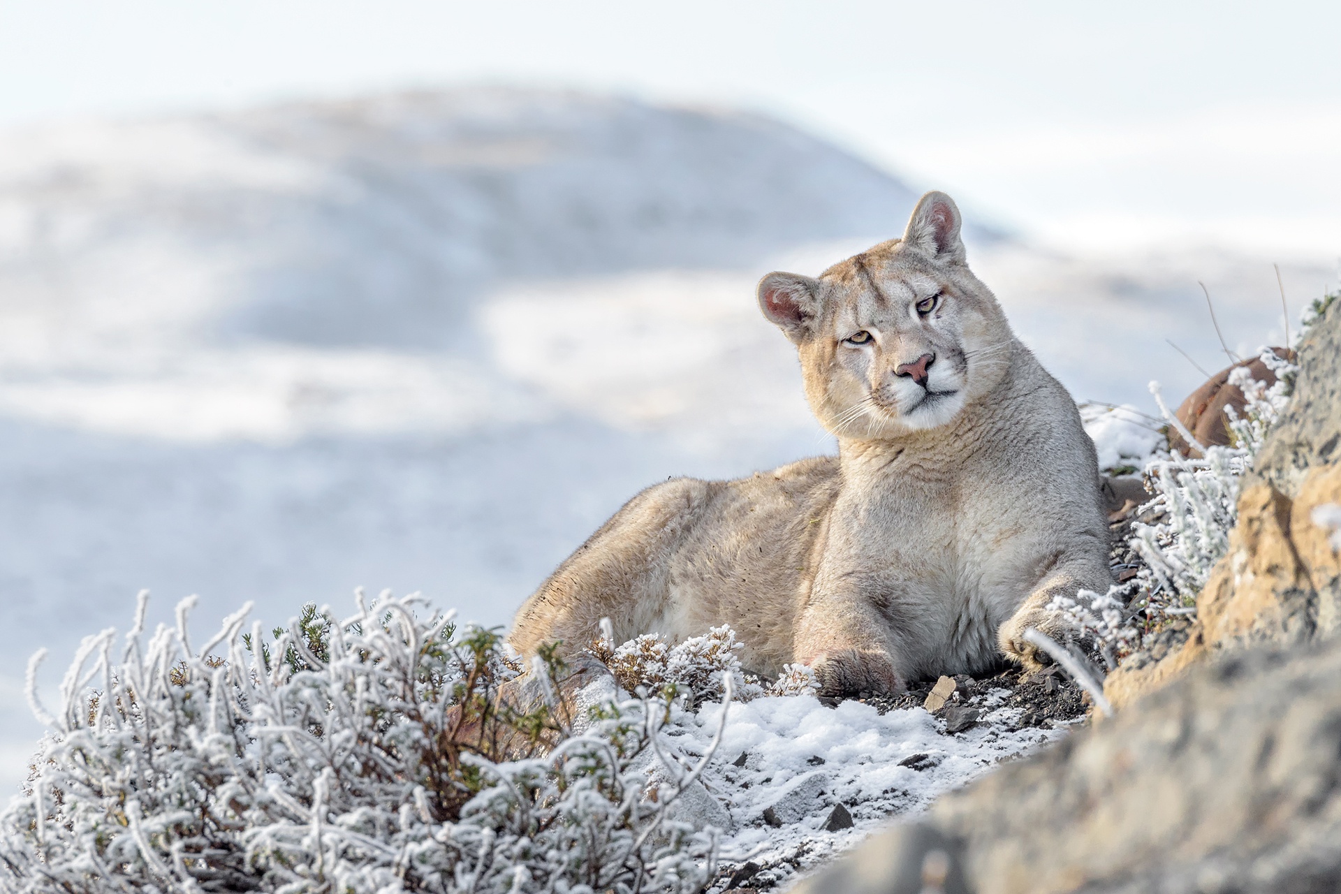 Free download wallpaper Cats, Animal, Cougar on your PC desktop