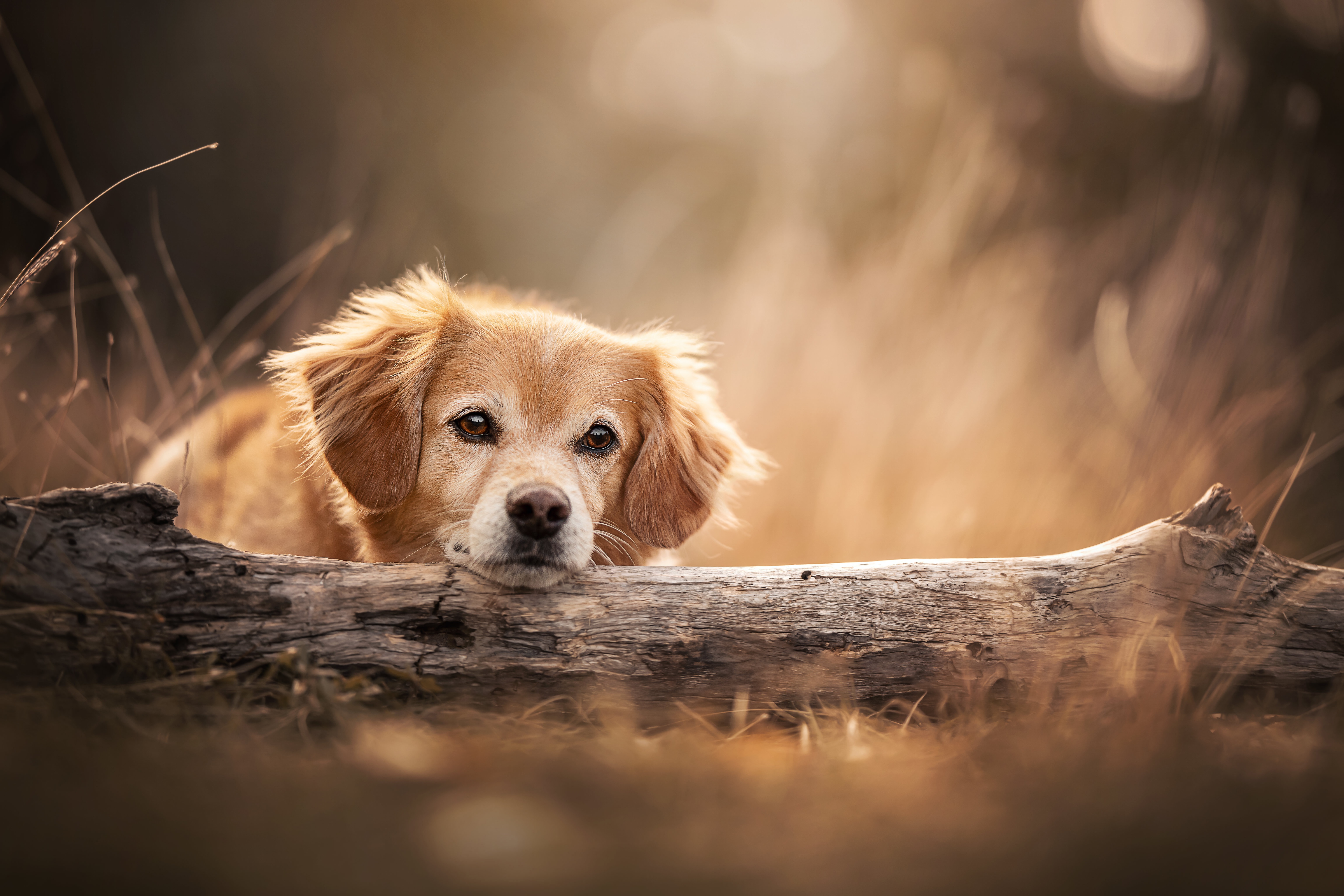 Baixar papel de parede para celular de Cães, Cão, Animais gratuito.