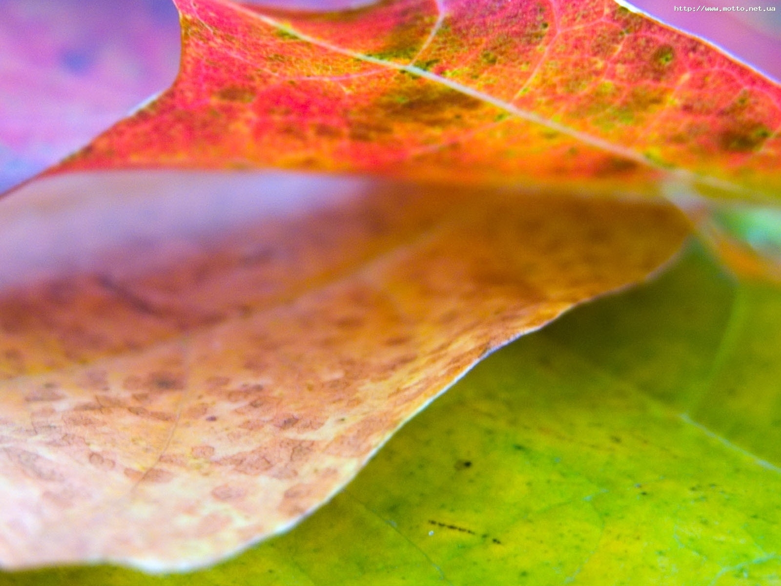 Скачать обои бесплатно Листья, Растения, Осень картинка на рабочий стол ПК