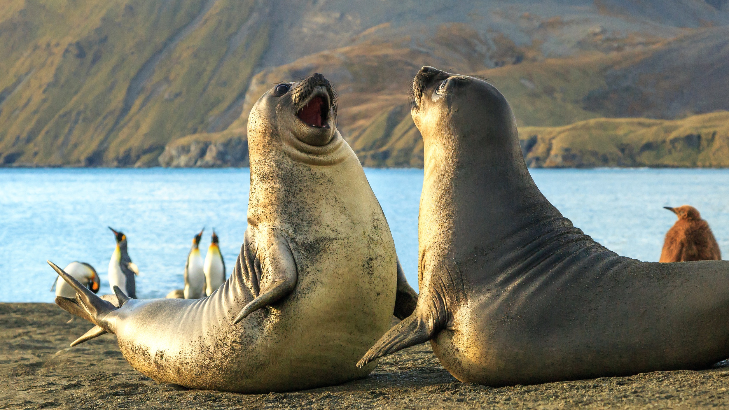 Free download wallpaper Seals, Animal, Elephant Seal on your PC desktop
