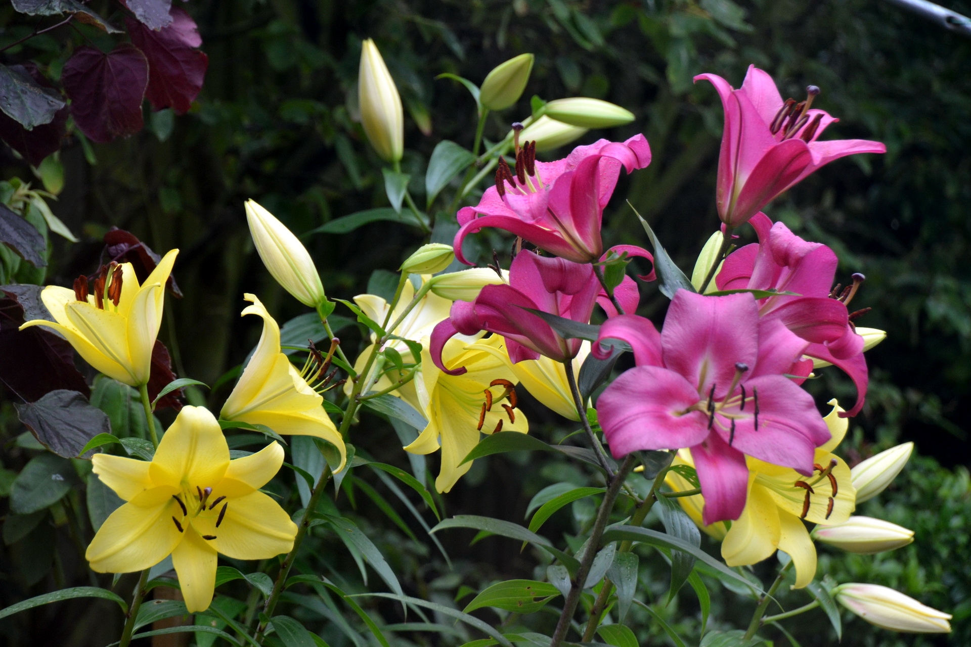 Free download wallpaper Lilies, Greens, Buds, Stamens, Flowers on your PC desktop