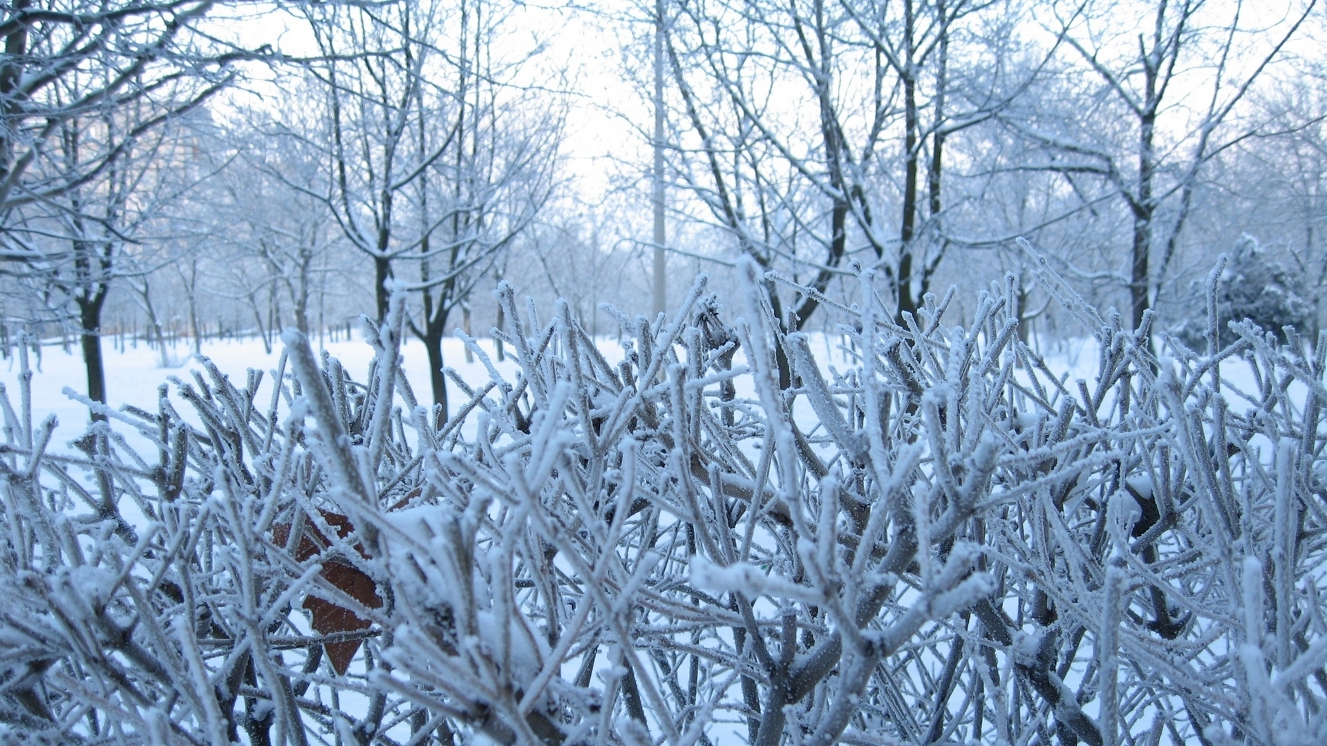 PCデスクトップに冬, 雪, ブッシュ, 風景画像を無料でダウンロード