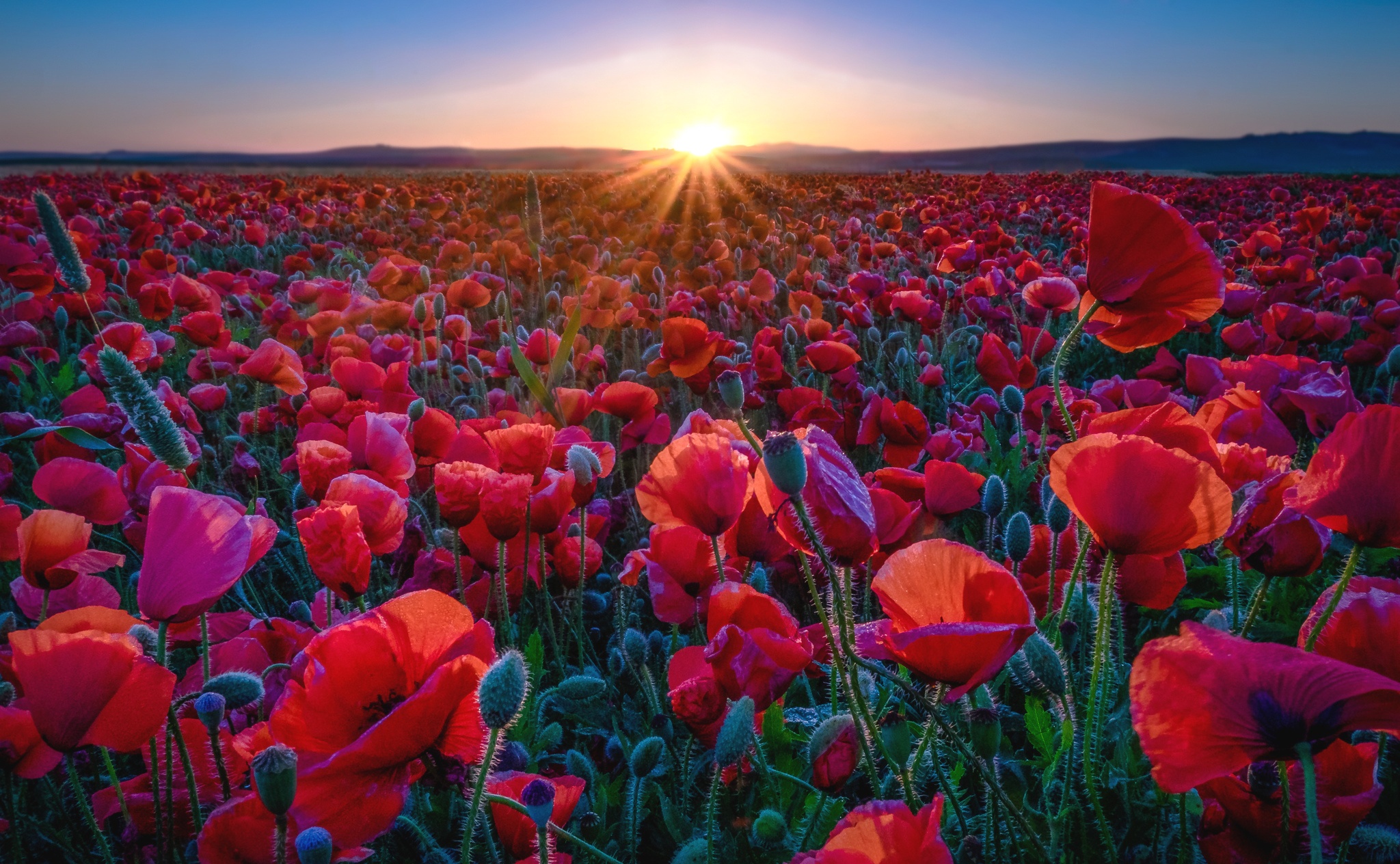 Free download wallpaper Nature, Flowers, Summer, Flower, Sunrise, Earth, Field, Poppy, Red Flower on your PC desktop