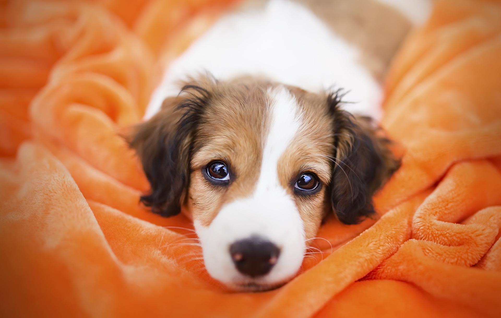 Téléchargez gratuitement l'image Animaux, Chiens, Chien, Chiot, Bébé Animal sur le bureau de votre PC