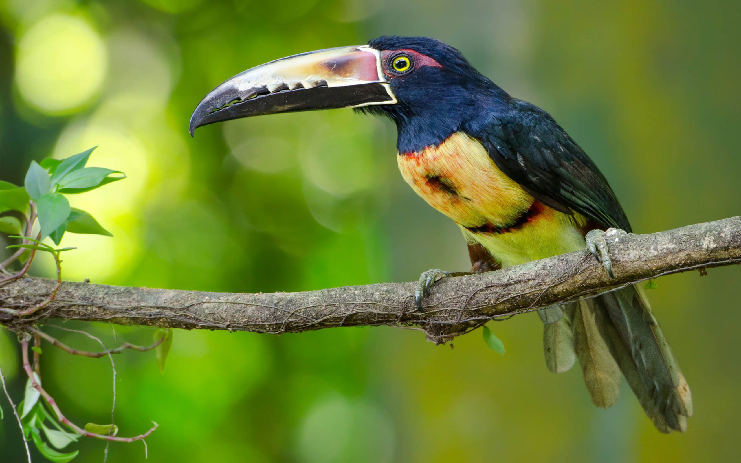 Handy-Wallpaper Tiere, Vögel, Tukan, Halsband Aracari kostenlos herunterladen.