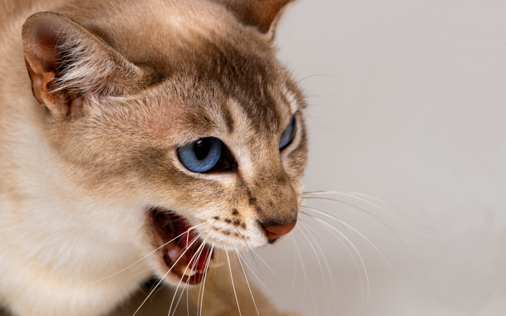 Baixe gratuitamente a imagem Gato, Gatos, Animais na área de trabalho do seu PC