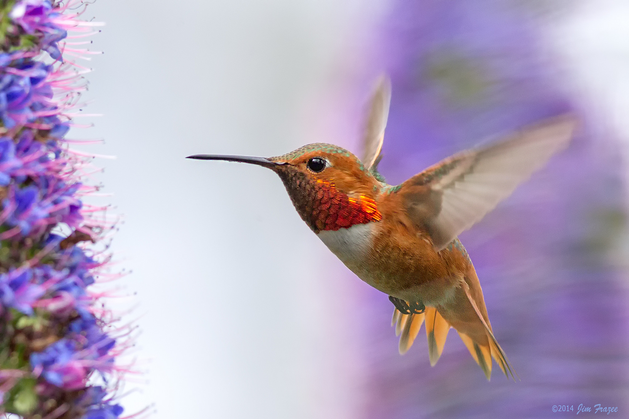 Download mobile wallpaper Hummingbird, Flight, Birds, Animal, Wings for free.