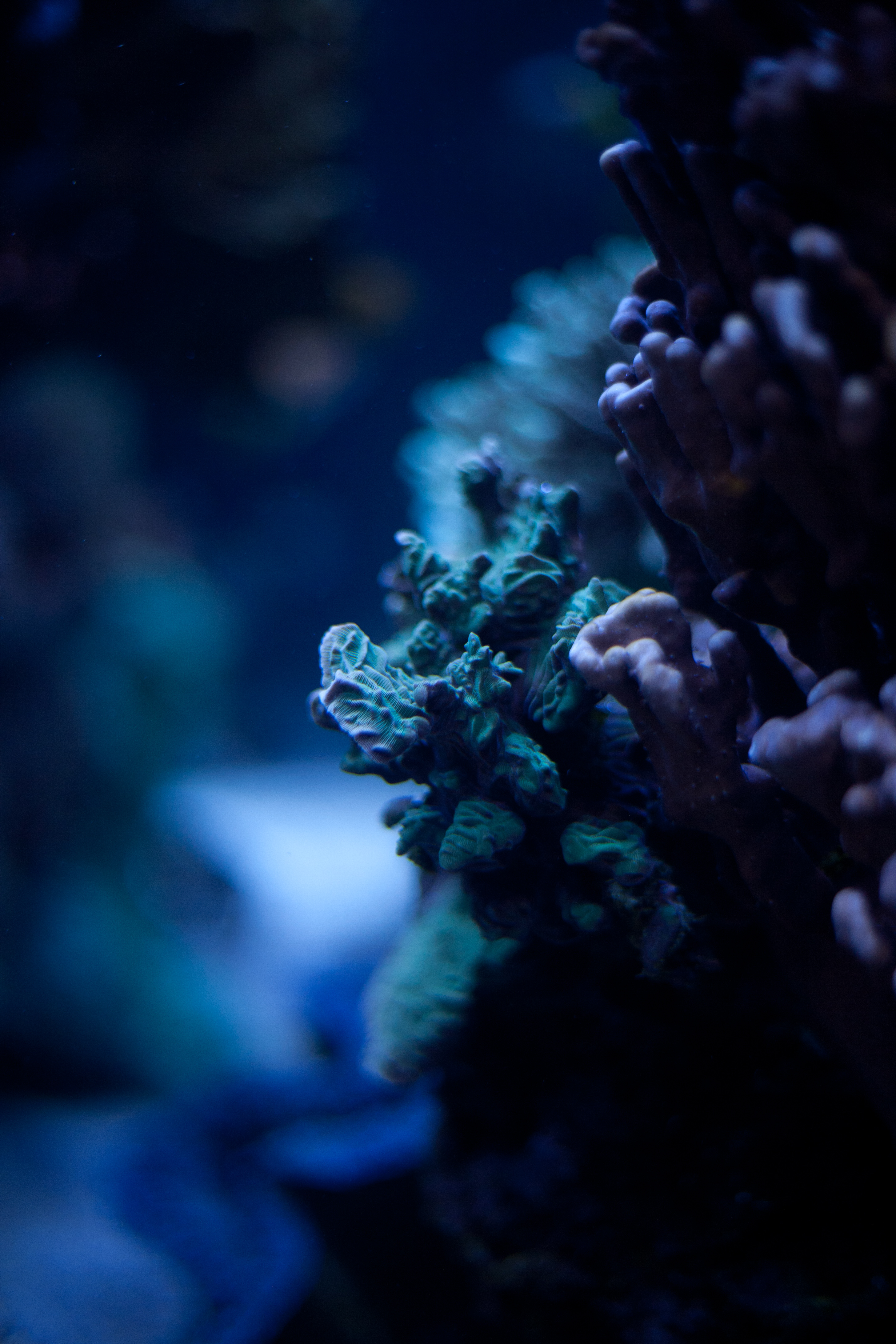 Free HD macro, ocean, coral, underwater world, seaweed, algae