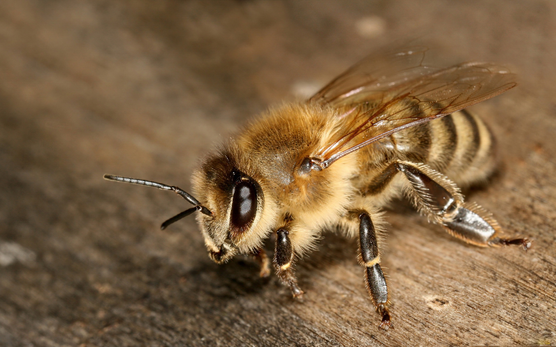 Скачать обои бесплатно Животные, Пчела картинка на рабочий стол ПК