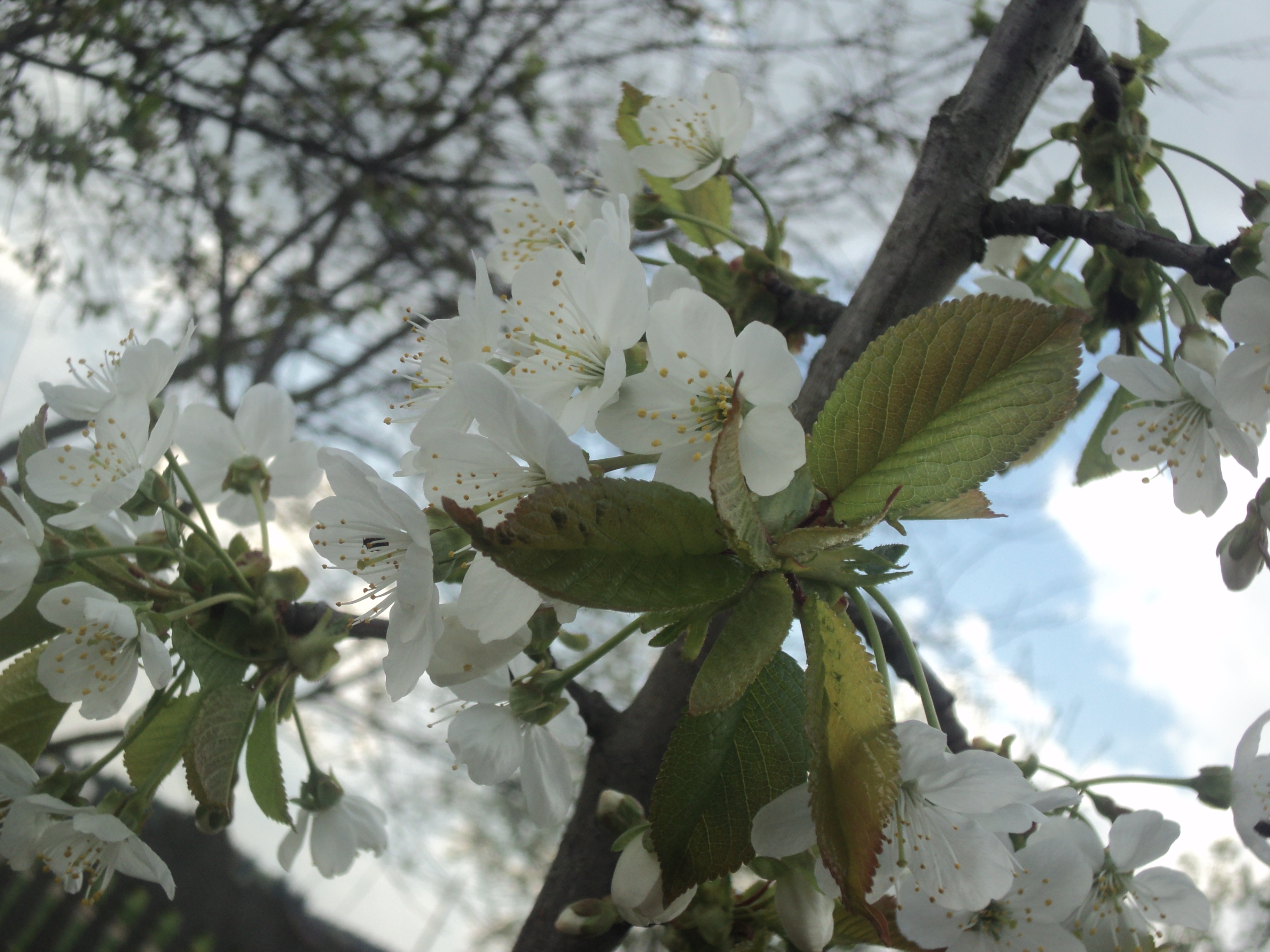 Descarga gratis la imagen Flores, Flor, Florecer, Tierra/naturaleza en el escritorio de tu PC