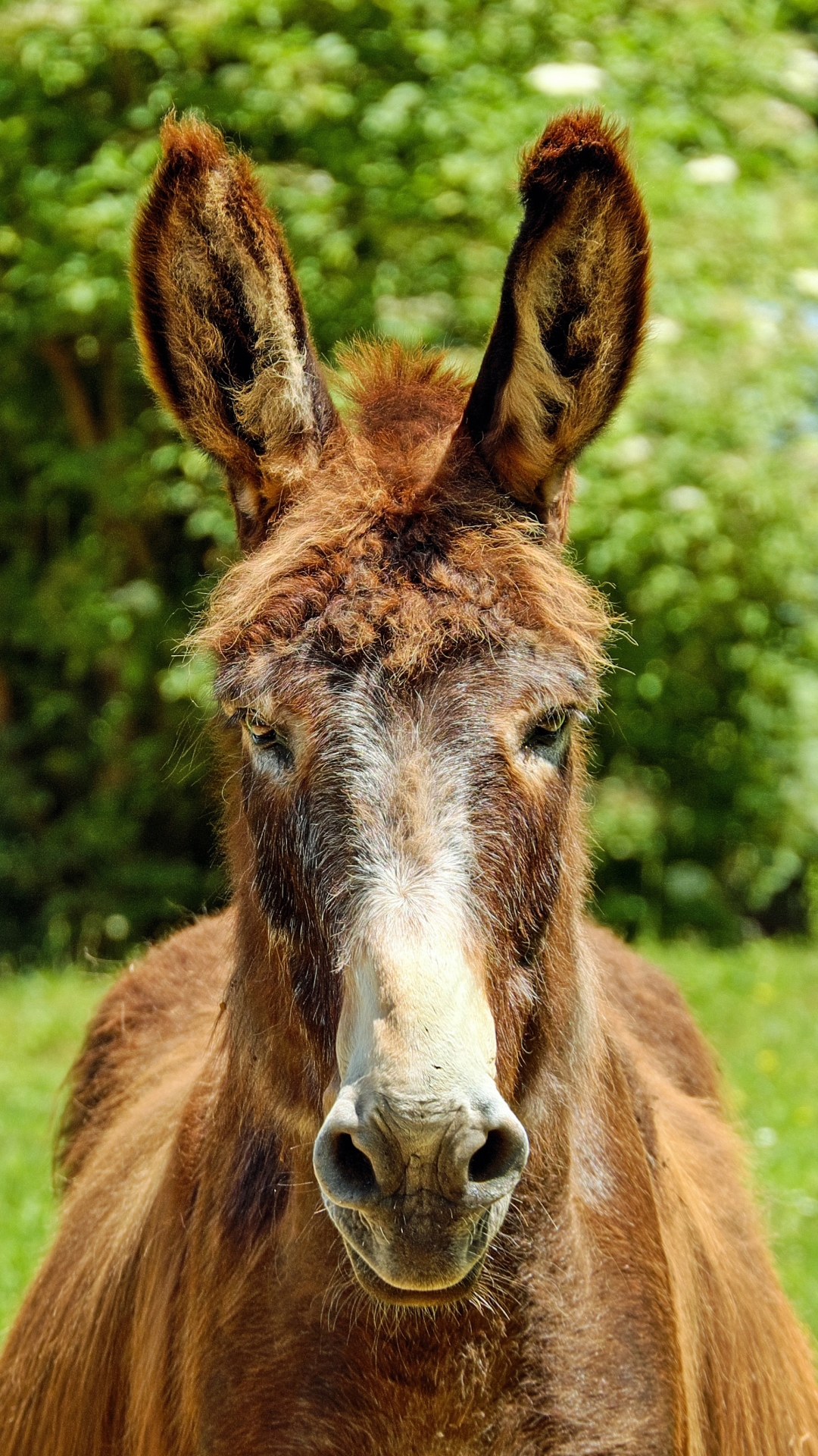 Download mobile wallpaper Animal, Donkey for free.