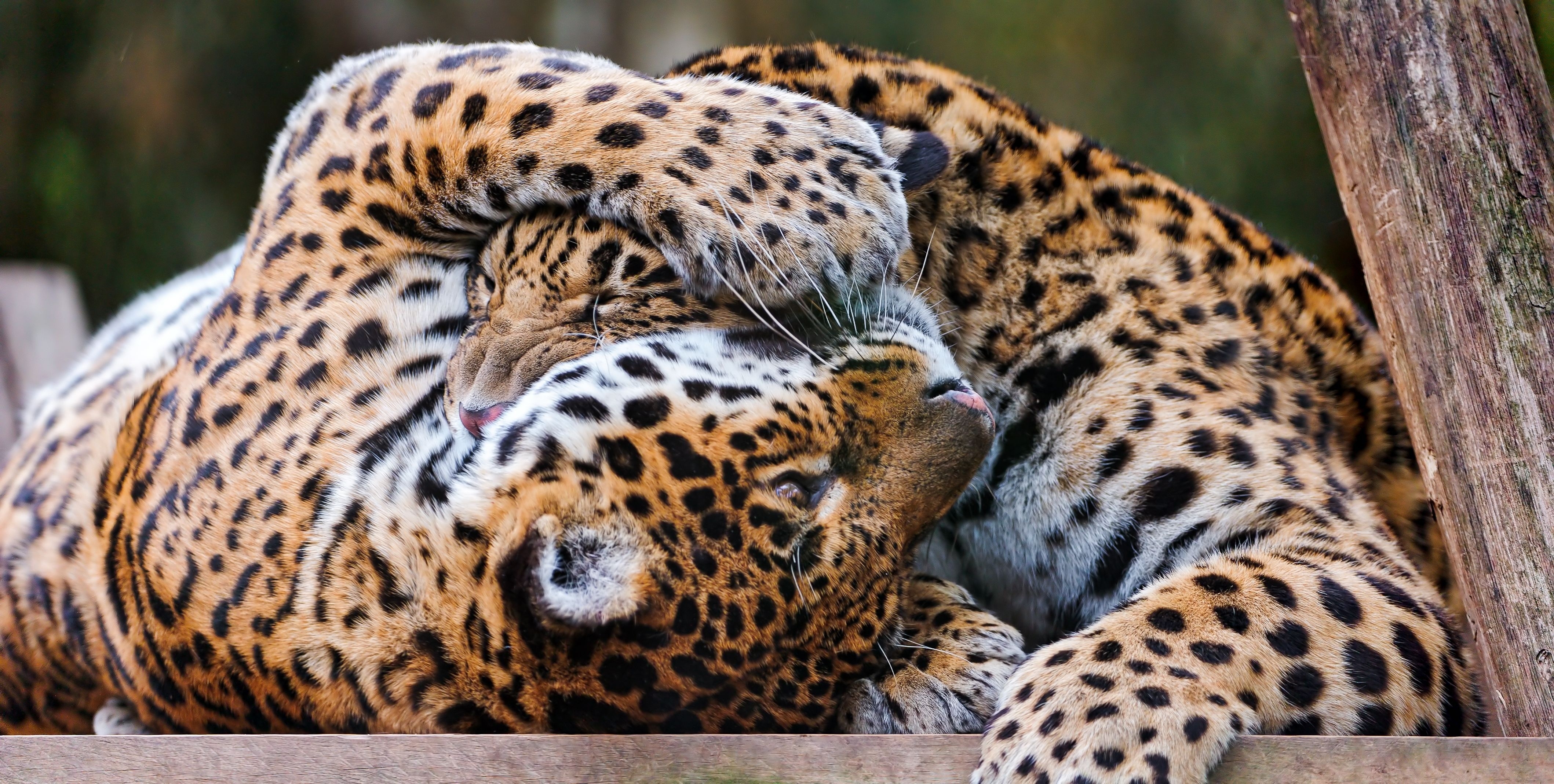 97468 baixar imagens animais, leopards, casal, par, brincalhão, predadores - papéis de parede e protetores de tela gratuitamente