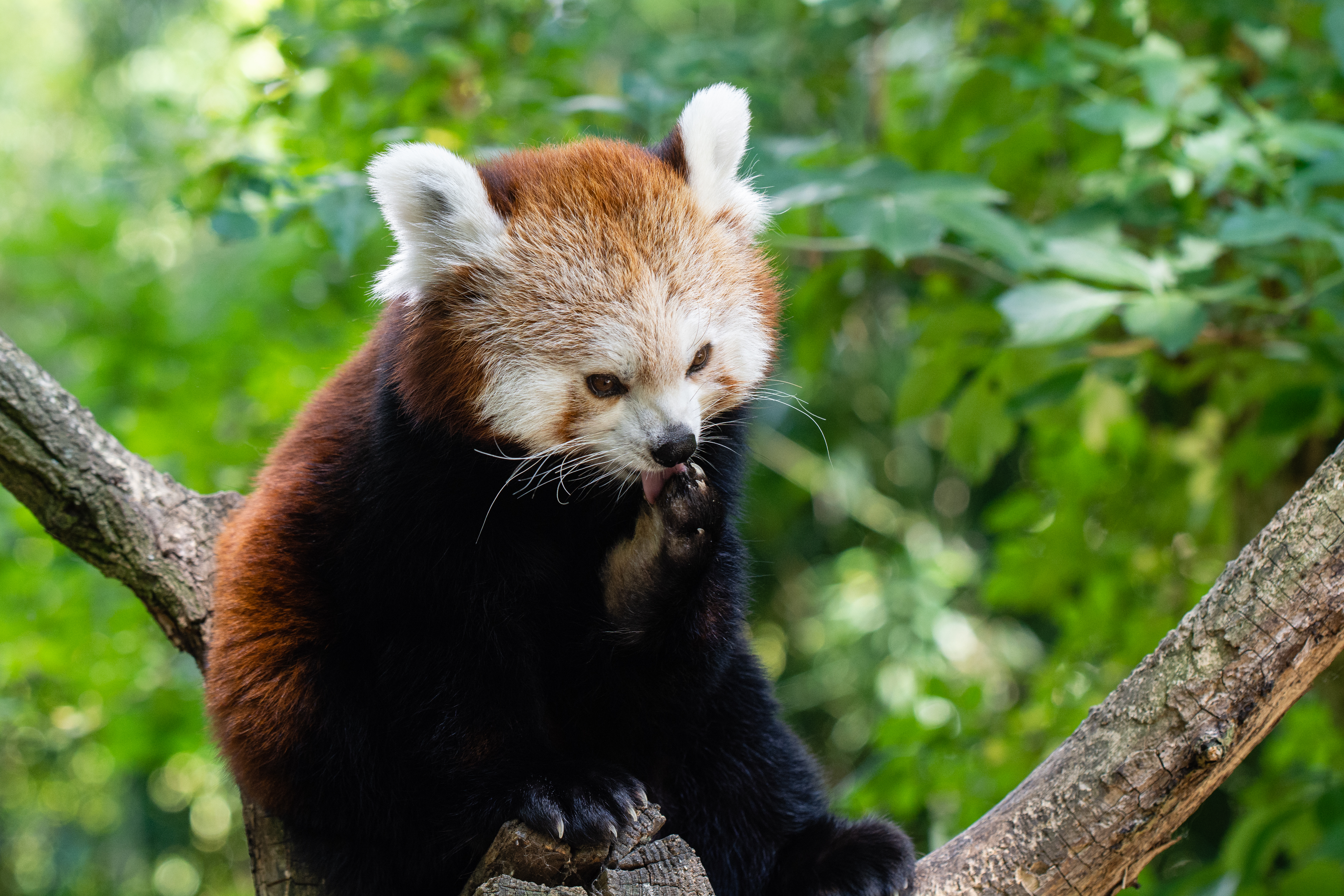 112364 descargar imagen animales, panda, lame tus labios, lengüetada, panda rojo, pequeño panda, panda pequeño, panda ardiente: fondos de pantalla y protectores de pantalla gratis