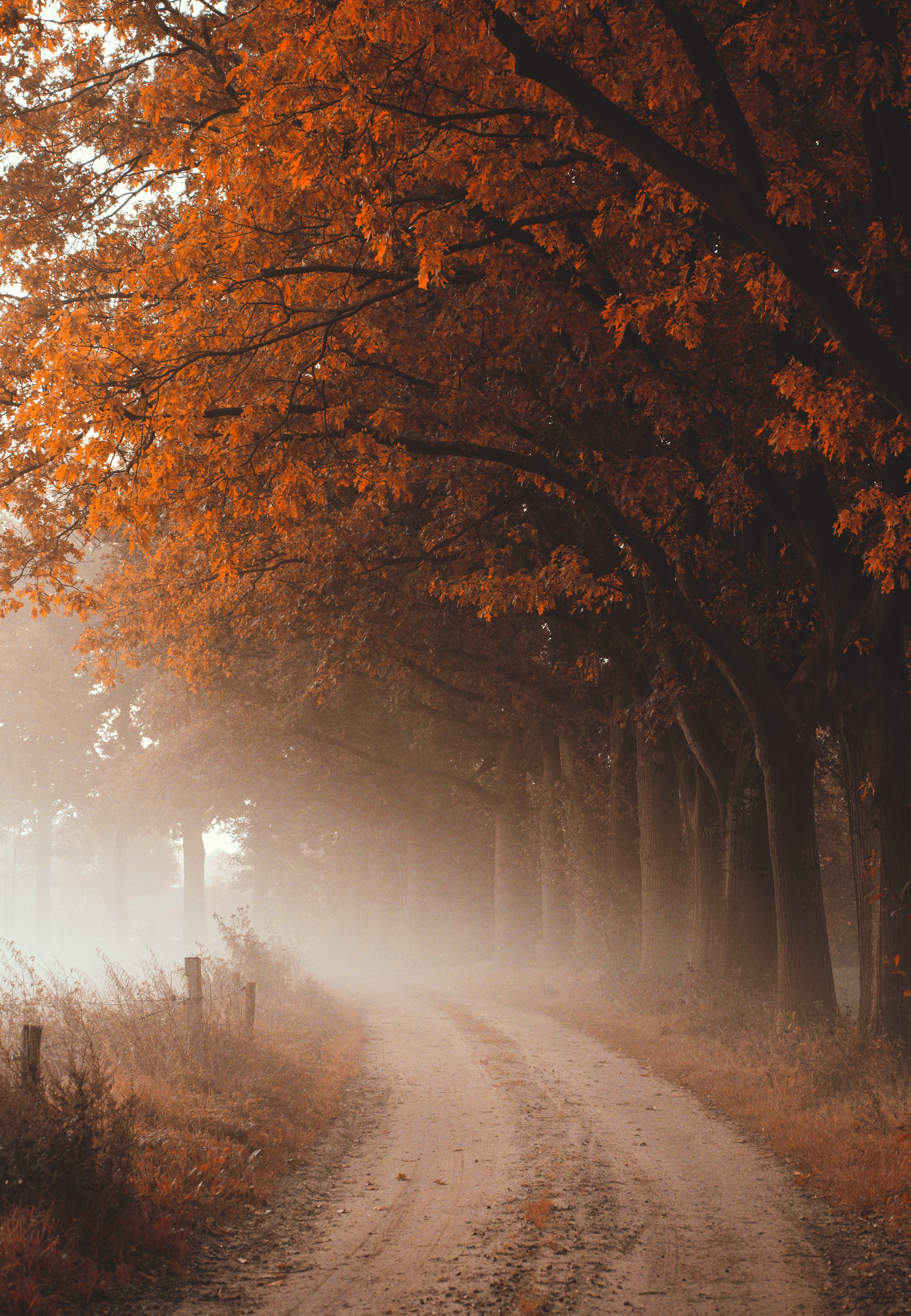 Скачать картинку Туман, Природа, Дорога, Деревья, Осень в телефон бесплатно.